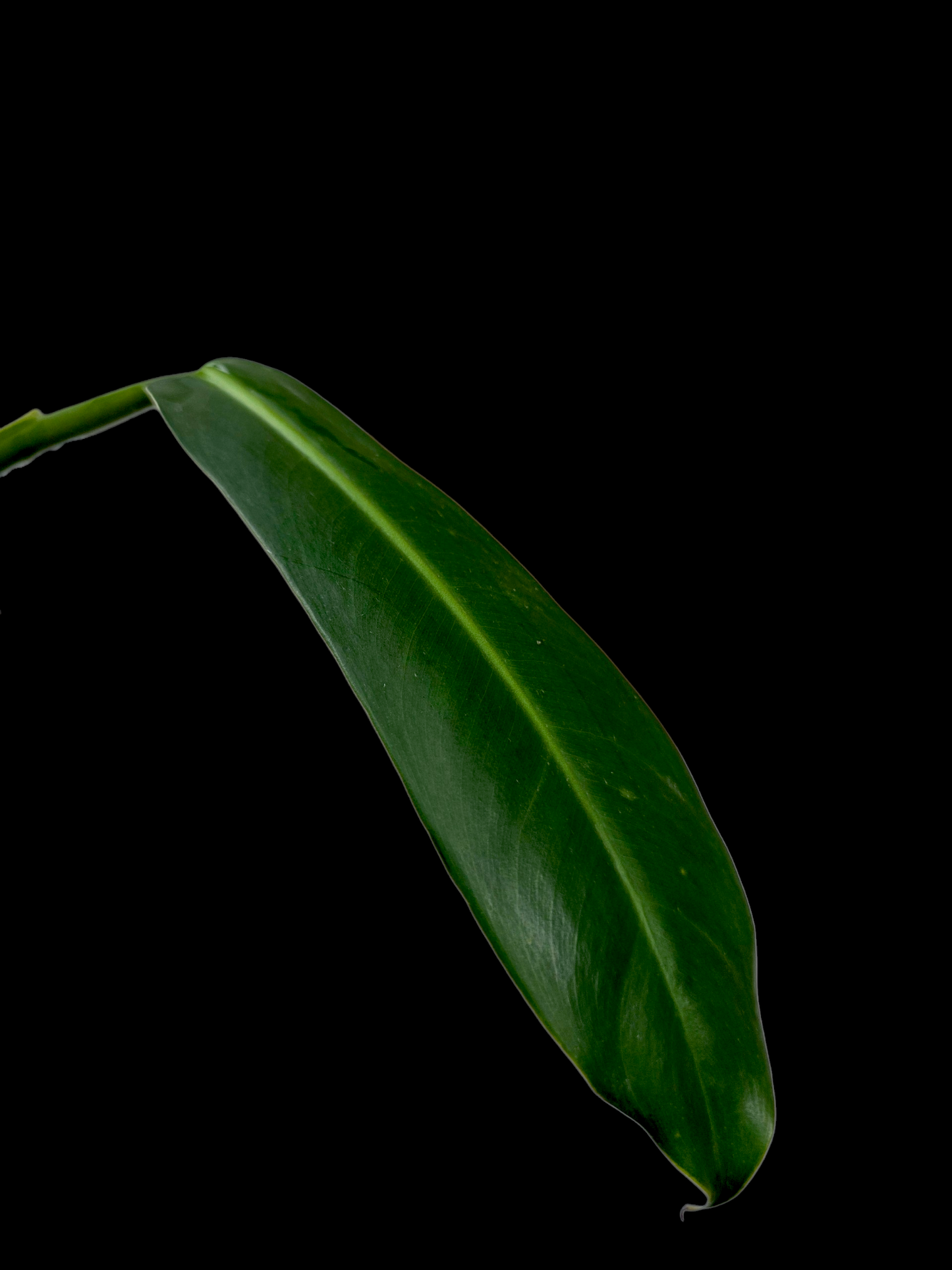Philodendron sp. aff. Ruizii Peru Ecotype (EXACT PLANT)