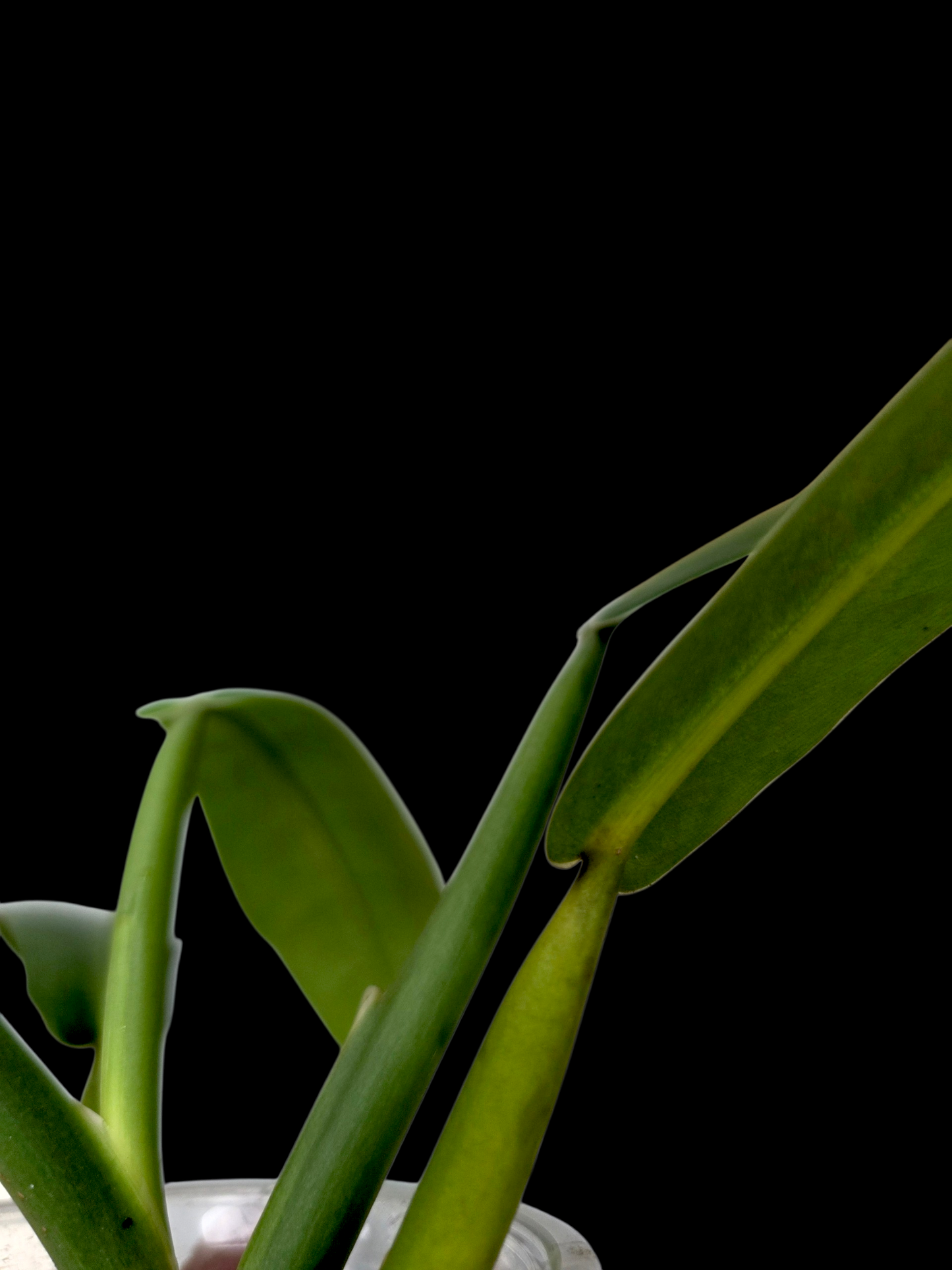 Philodendron sp. aff. Ruizii Peru Ecotype (EXACT PLANT)