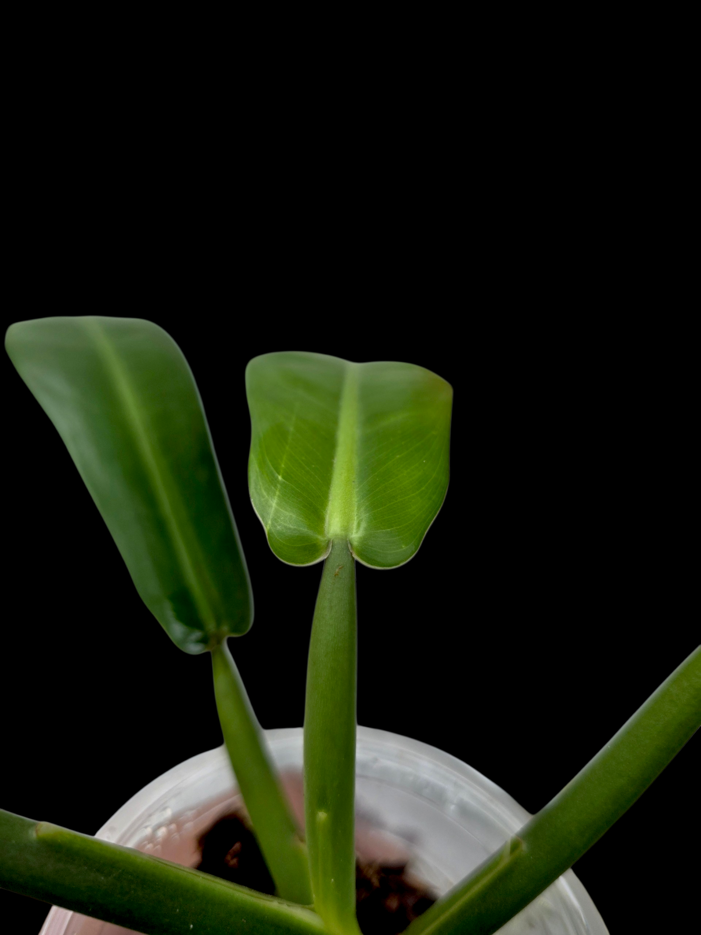 Philodendron sp. aff. Ruizii Peru Ecotype (EXACT PLANT)