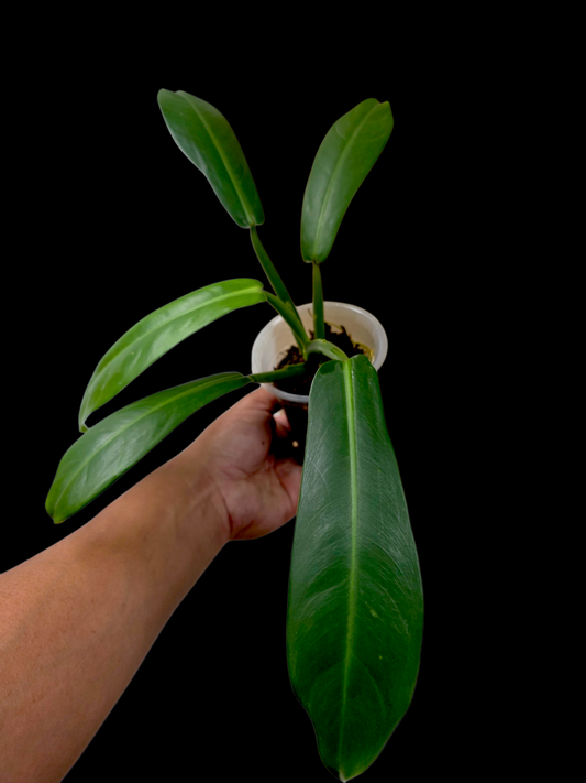 Philodendron sp. aff. Ruizii Peru Ecotype (EXACT PLANT)