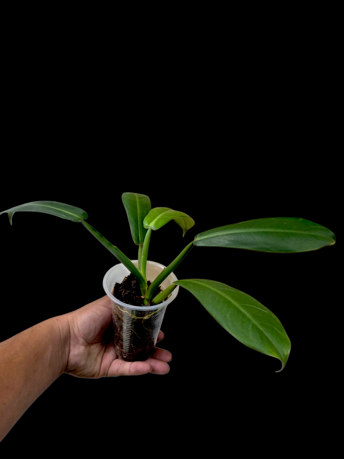 Philodendron sp. aff. Ruizii Peru Ecotype (EXACT PLANT)