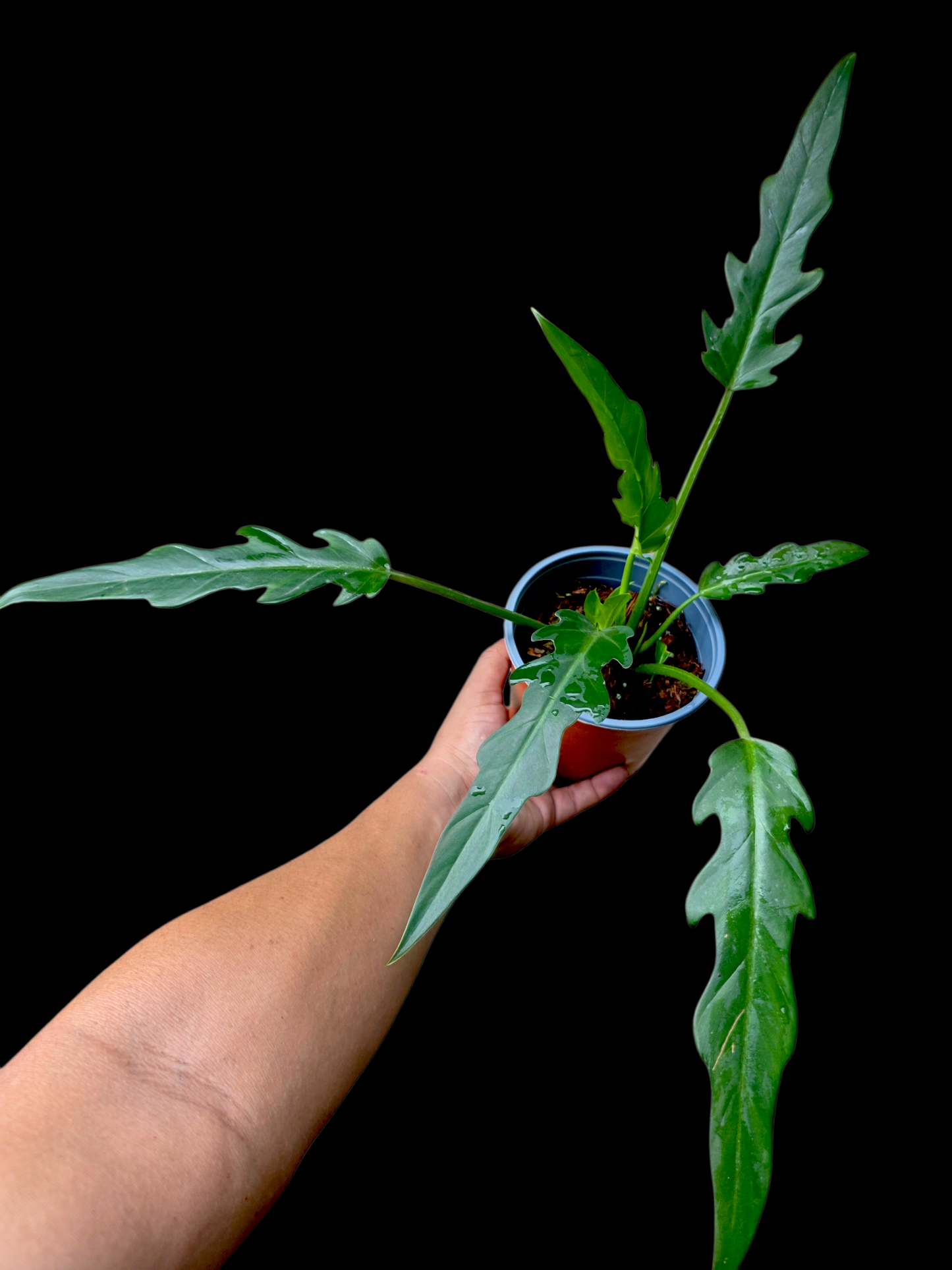 Philodendron Orchid Jungle Peru Ecotype (EXACT PLANT)