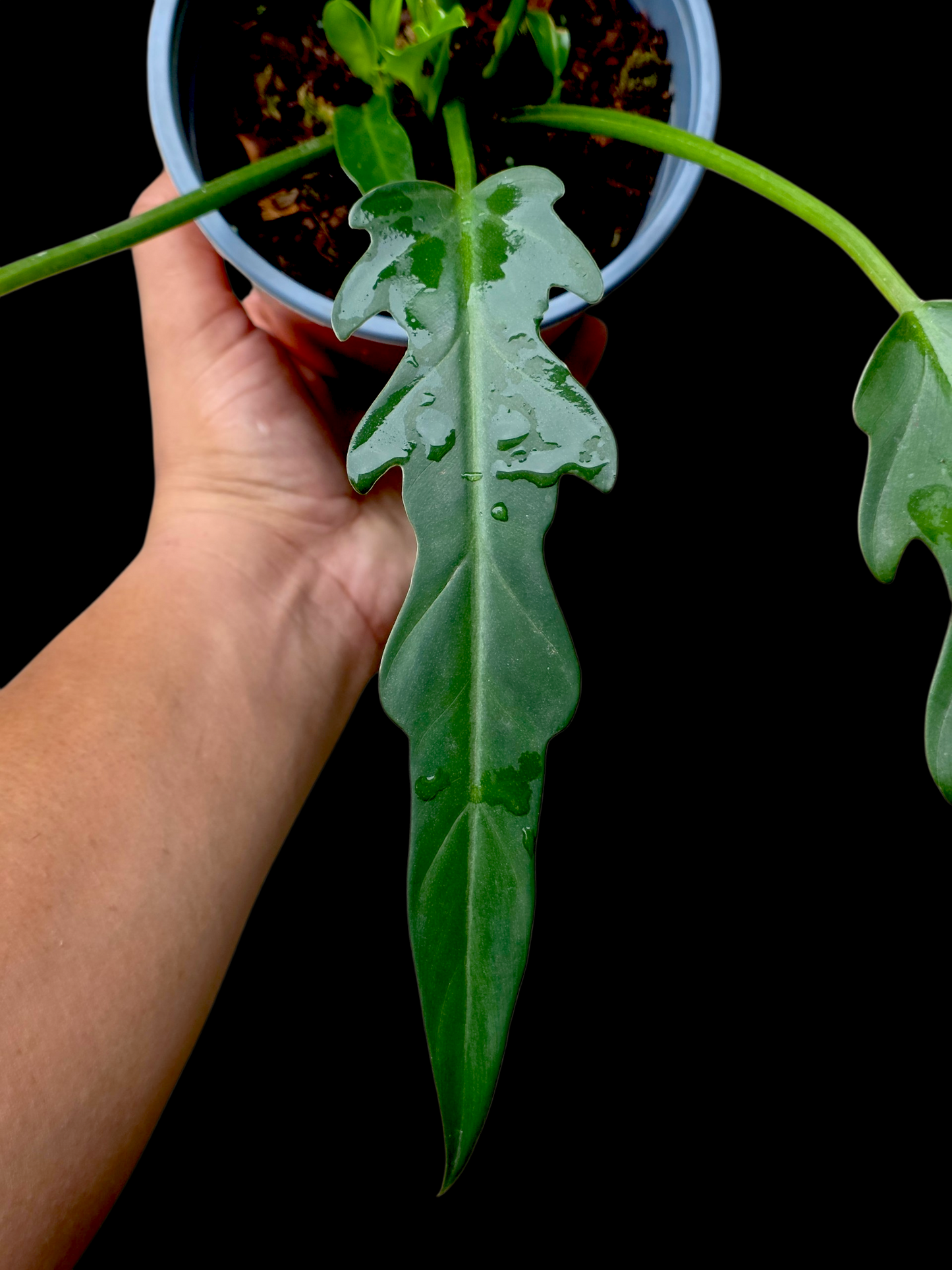 Philodendron Orchid Jungle Peru Ecotype (EXACT PLANT)