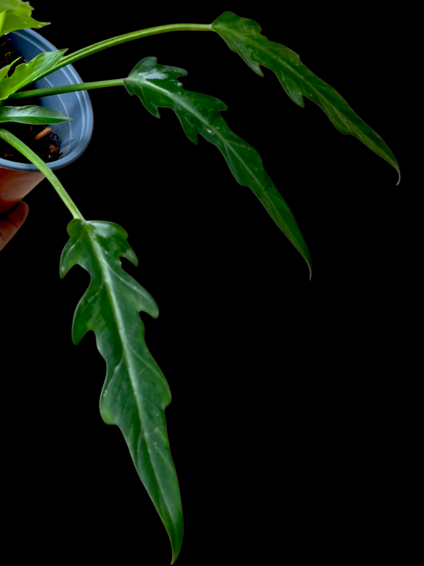 Philodendron Orchid Jungle Peru Ecotype (EXACT PLANT)