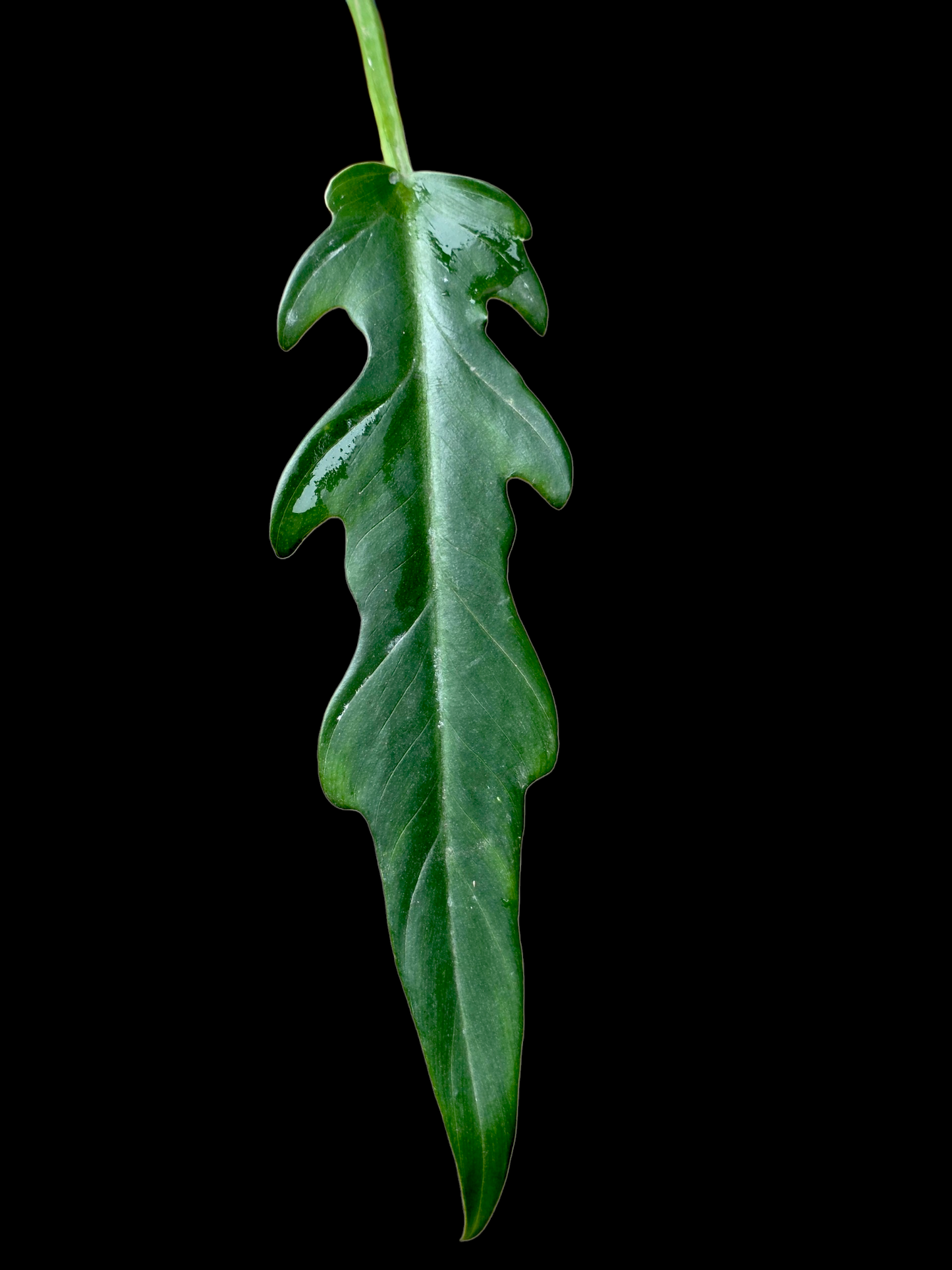 Philodendron Orchid Jungle Peru Ecotype (EXACT PLANT)