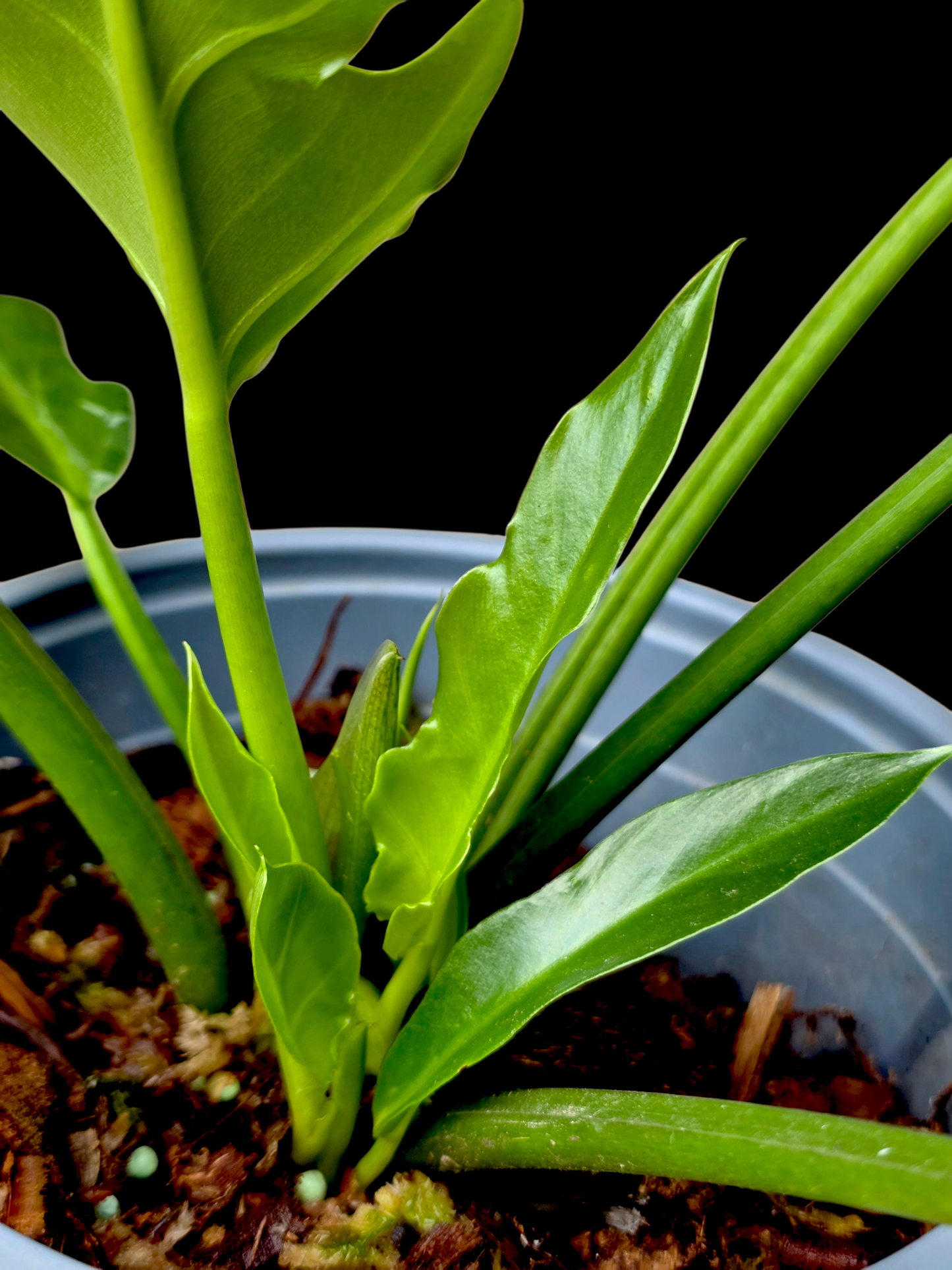 Philodendron Orchid Jungle Peru Ecotype (EXACT PLANT)