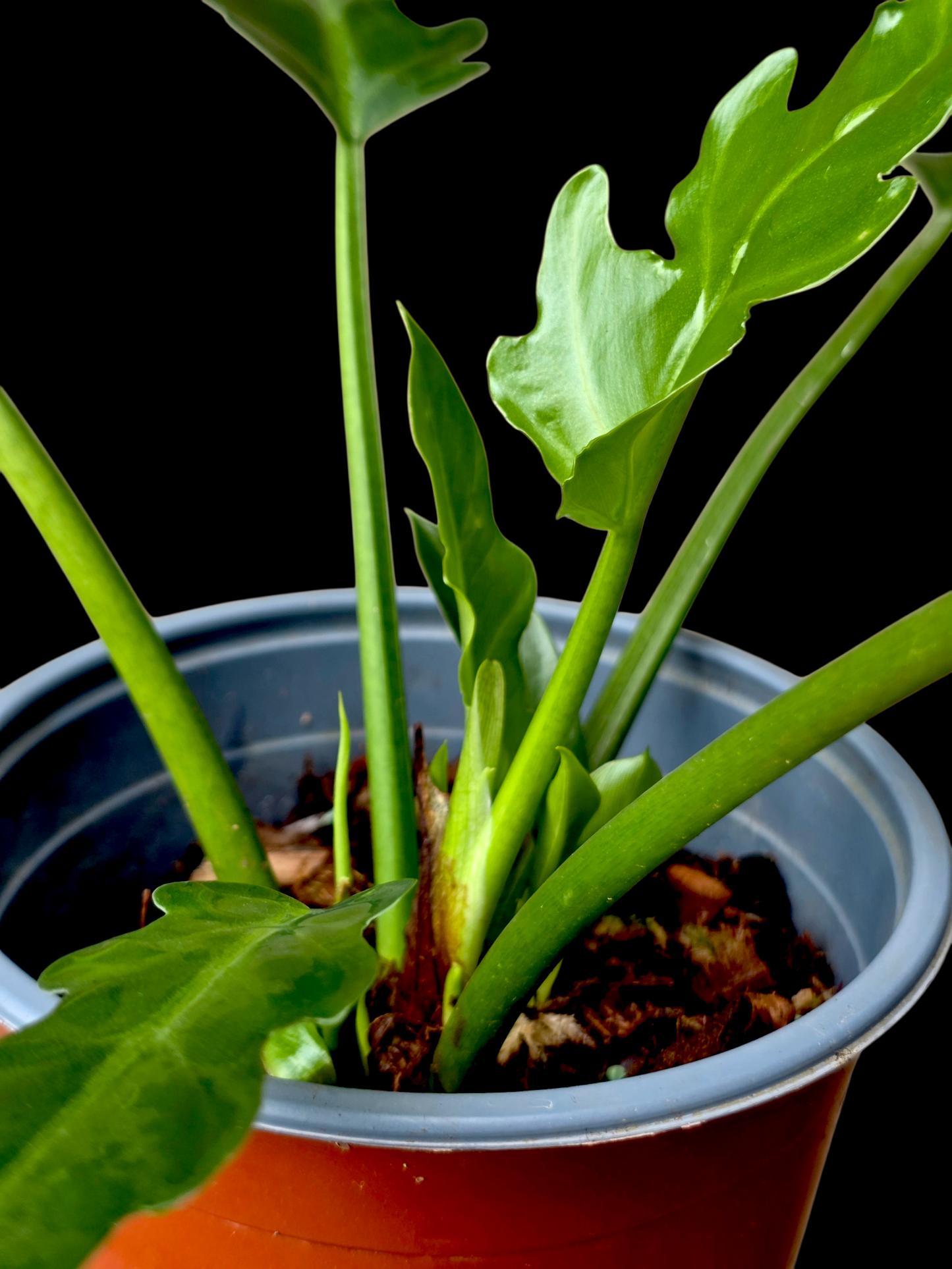 Philodendron Orchid Jungle Peru Ecotype (EXACT PLANT)