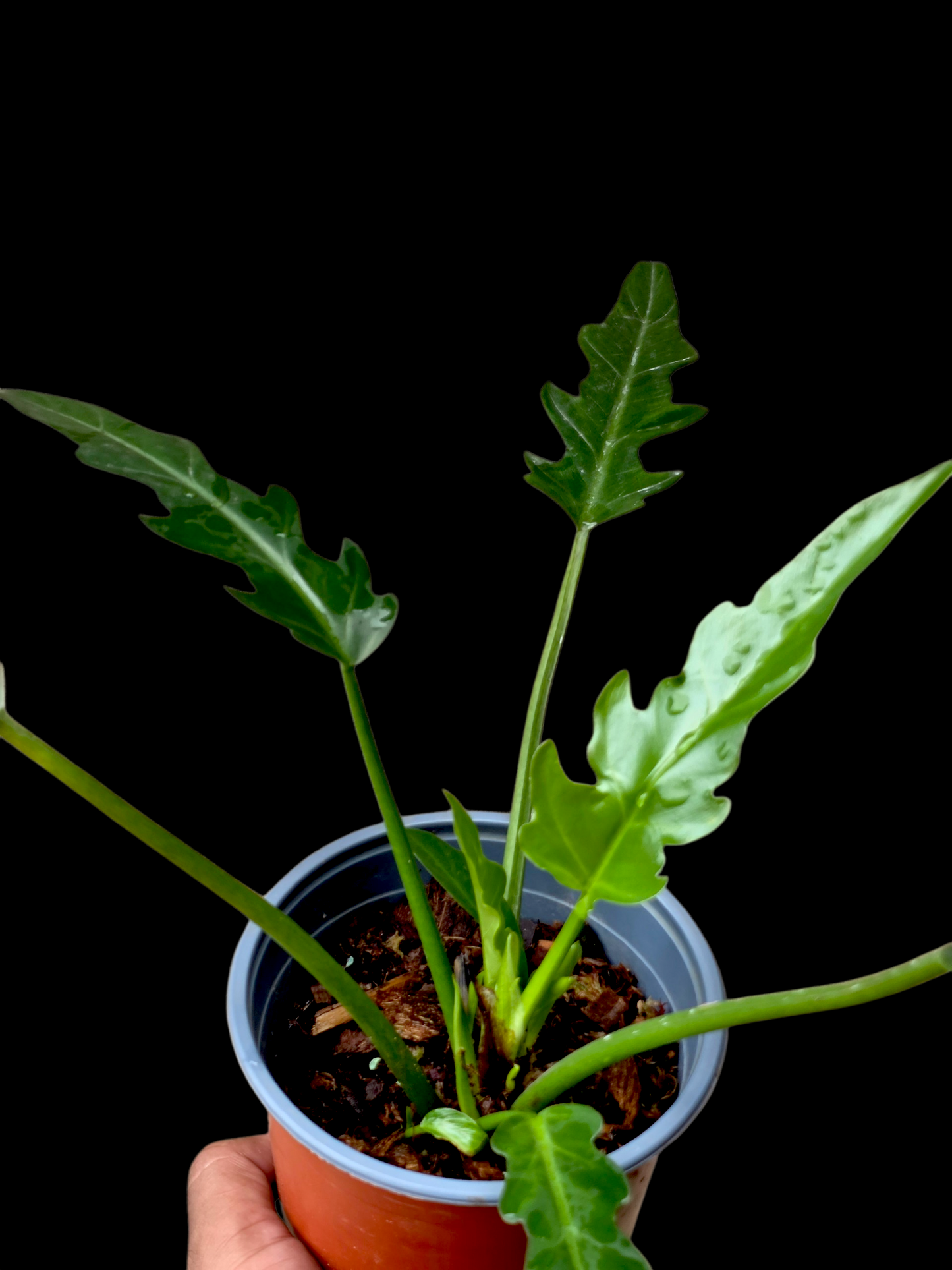 Philodendron Orchid Jungle Peru Ecotype (EXACT PLANT)