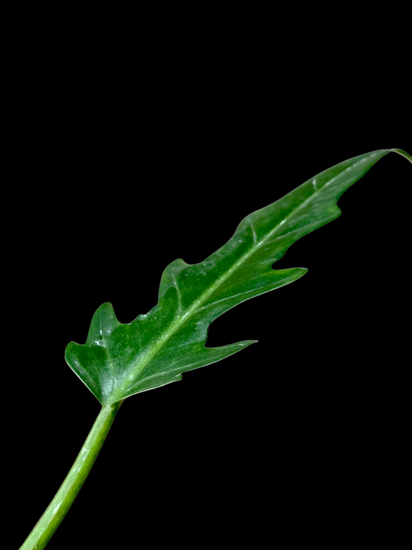 Philodendron Orchid Jungle Peru Ecotype (EXACT PLANT)