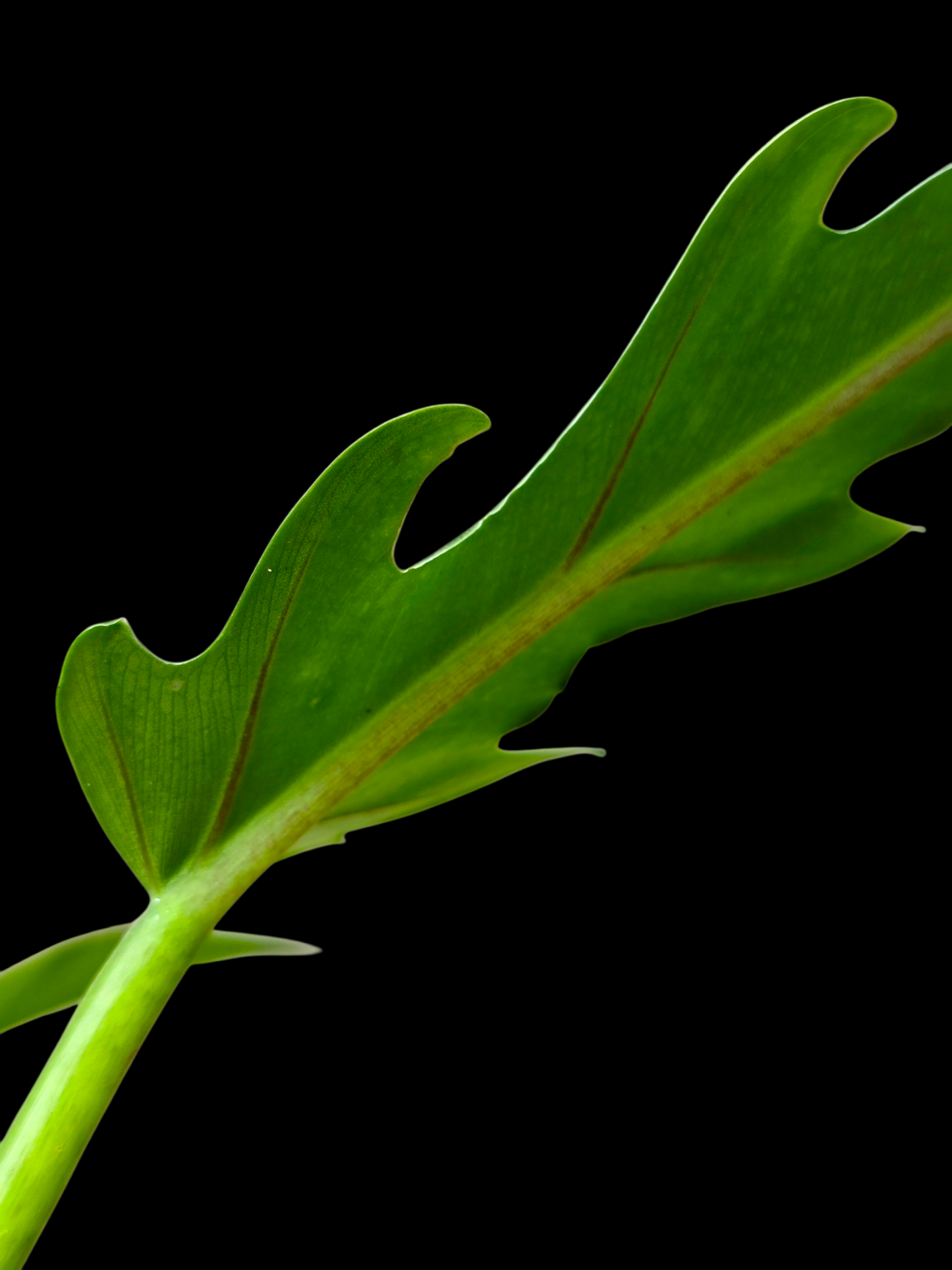 Philodendron Orchid Jungle Peru Ecotype (EXACT PLANT)