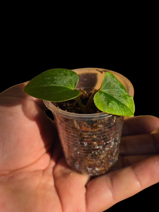 Anthurium sp. 'Huanuco Velvet' Small Size (EXACT PLANT)