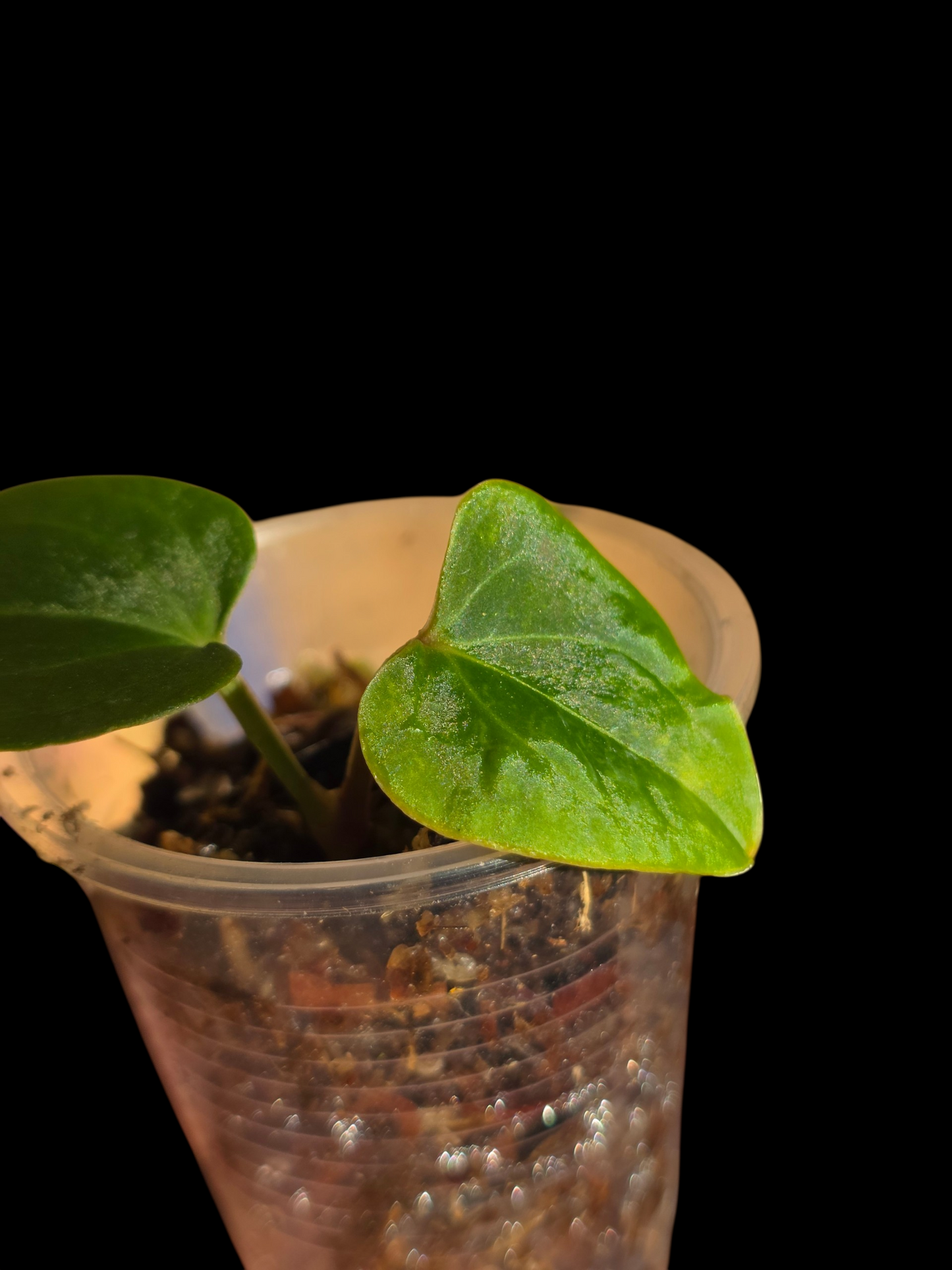 Anthurium sp. 'Huanuco Velvet' Small Size (EXACT PLANT)