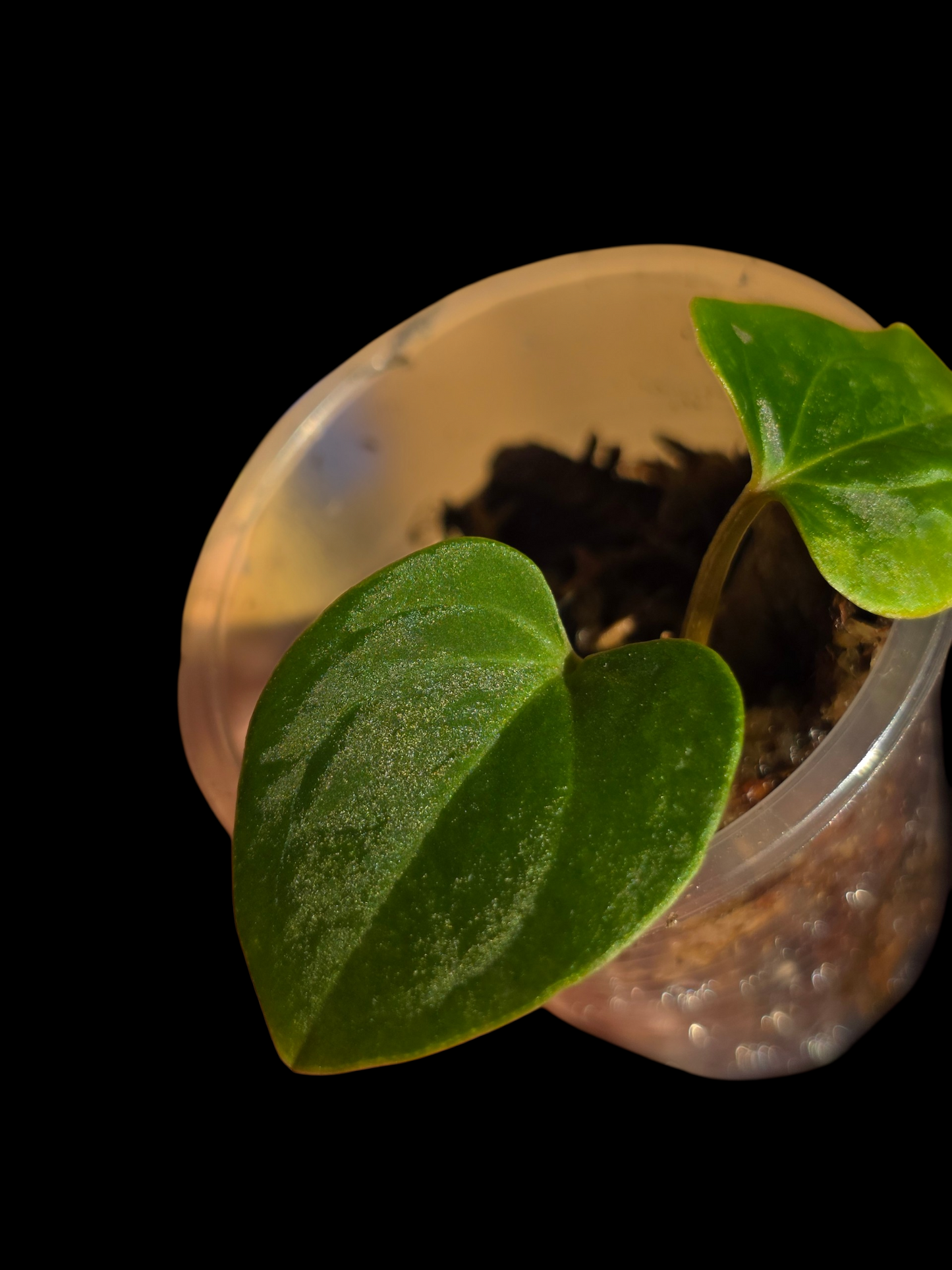 Anthurium sp. 'Huanuco Velvet' Small Size (EXACT PLANT)
