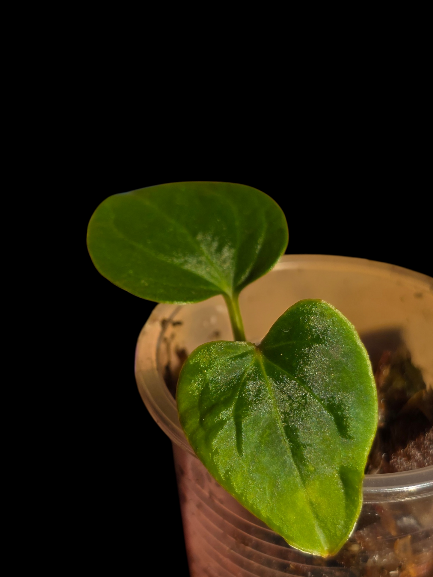 Anthurium sp. 'Huanuco Velvet' Small Size (EXACT PLANT)
