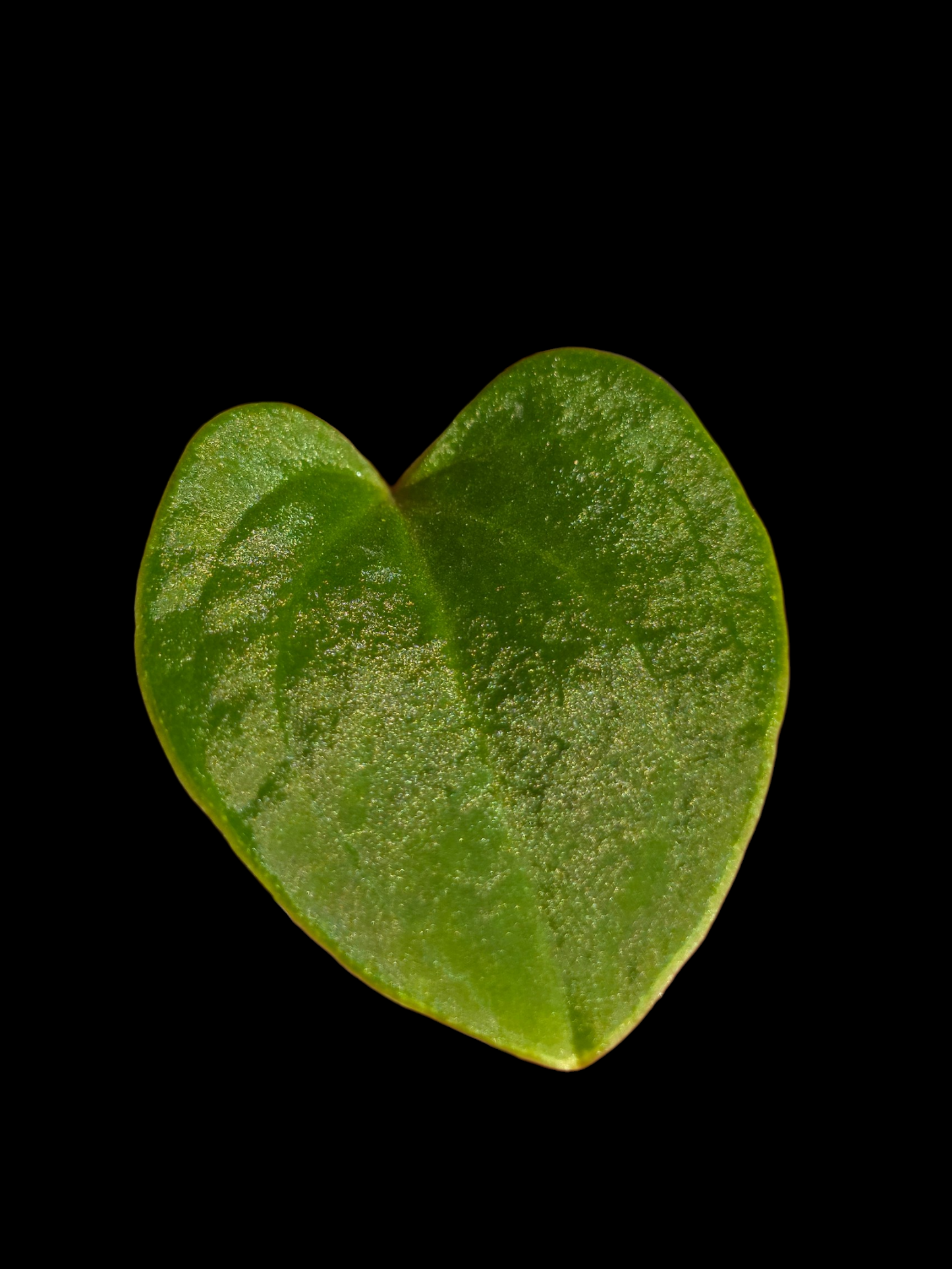 Anthurium sp. 'Huanuco Velvet' Small Size (EXACT PLANT)