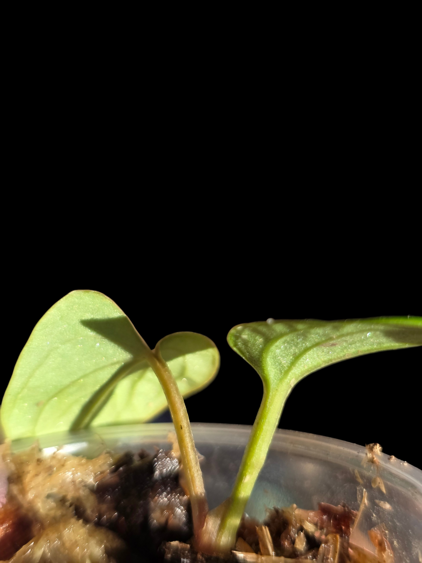 Anthurium sp. 'Huanuco Velvet' Small Size (EXACT PLANT)