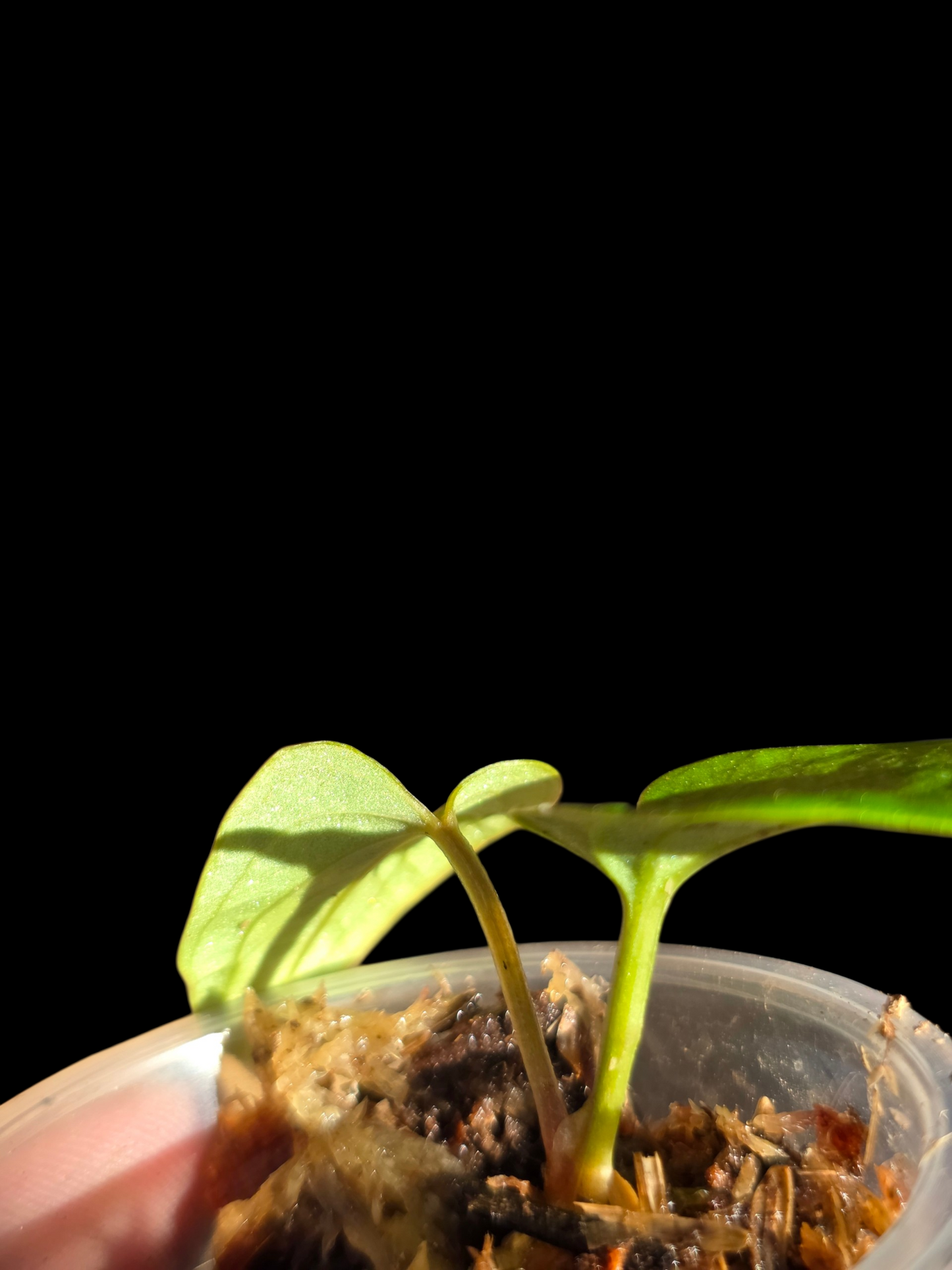 Anthurium sp. 'Huanuco Velvet' Small Size (EXACT PLANT)