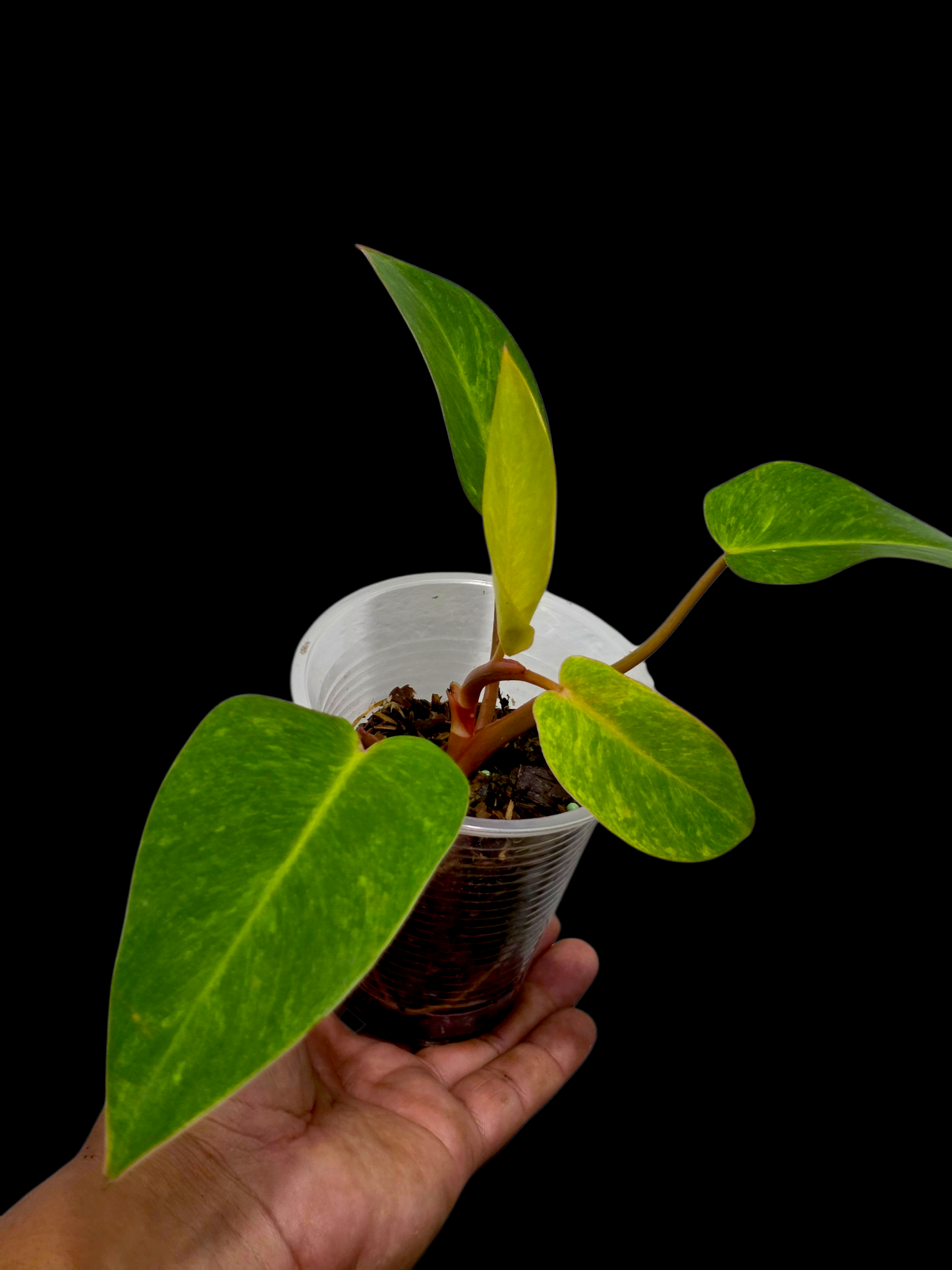 Philodendron 'Painted Lady' (EXACT PLANT)