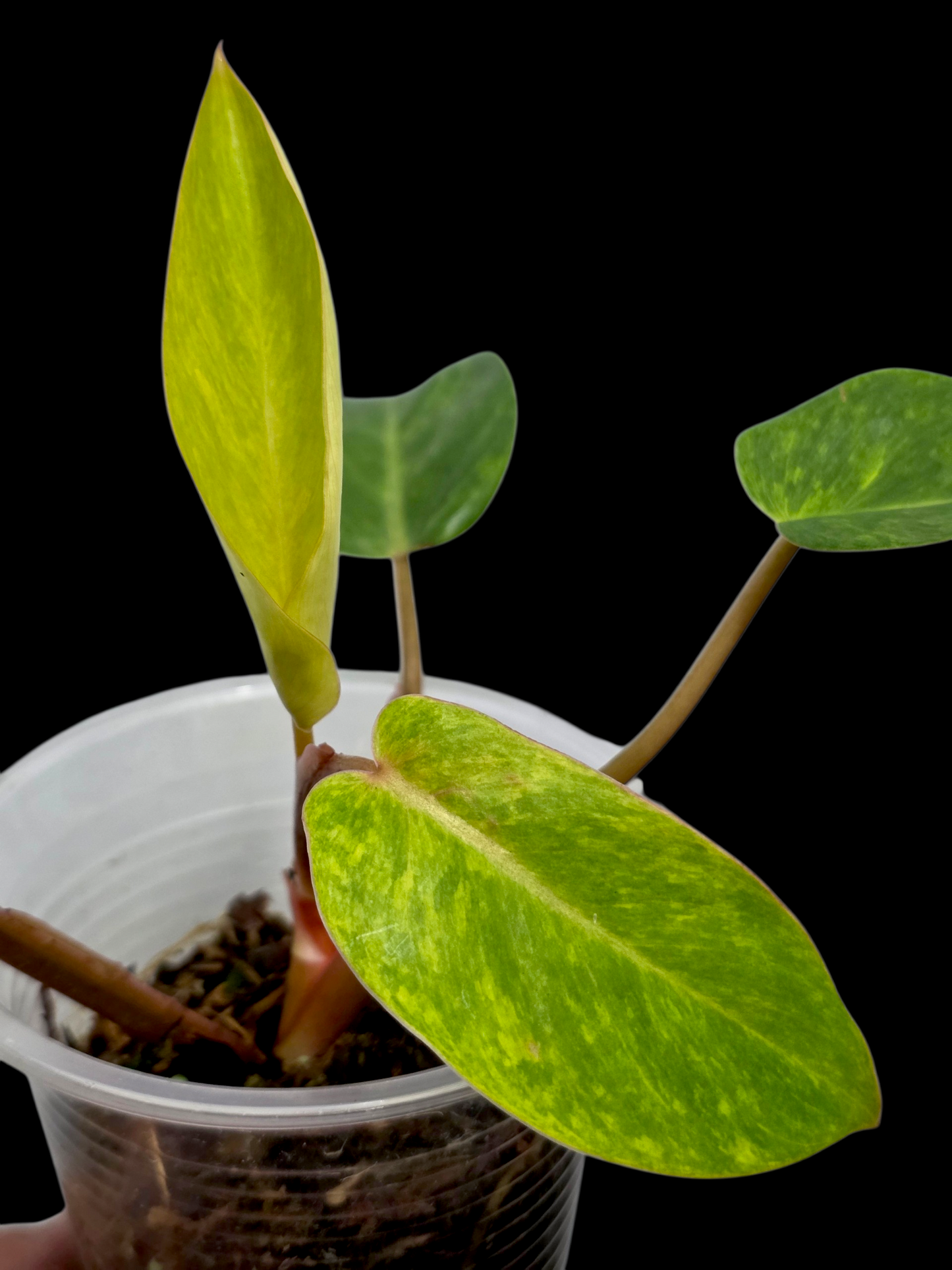Philodendron 'Painted Lady' (EXACT PLANT)