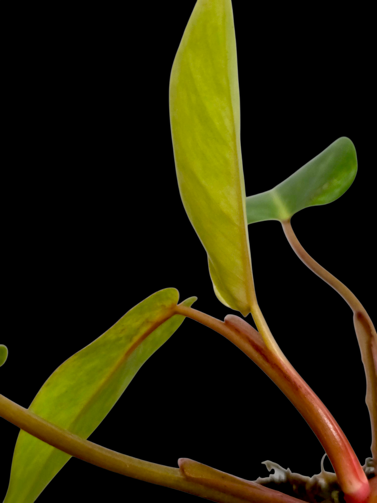 Philodendron 'Painted Lady' (EXACT PLANT)