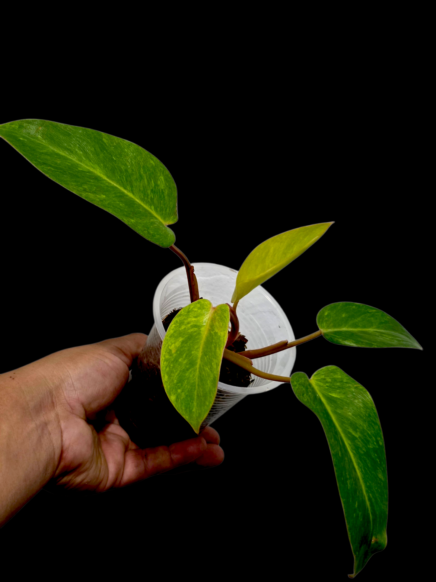 Philodendron 'Painted Lady' (EXACT PLANT)