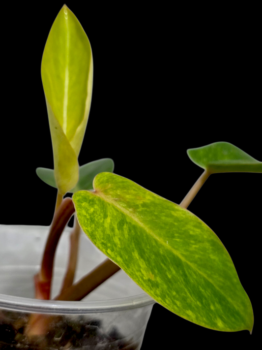 Philodendron 'Painted Lady' (EXACT PLANT)