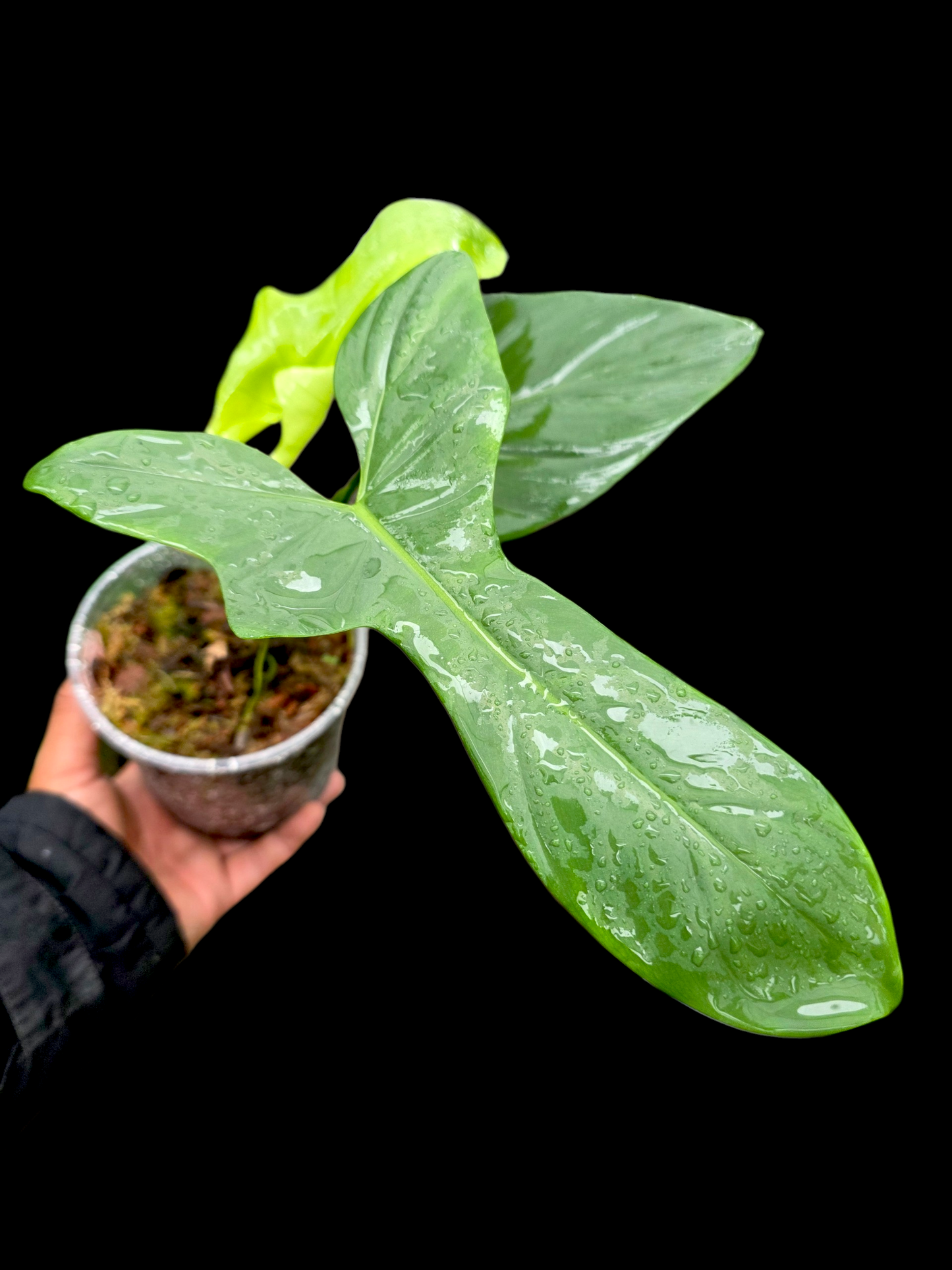 Philodendron Bipennifolium 'Violin'(EXACT PLANT)