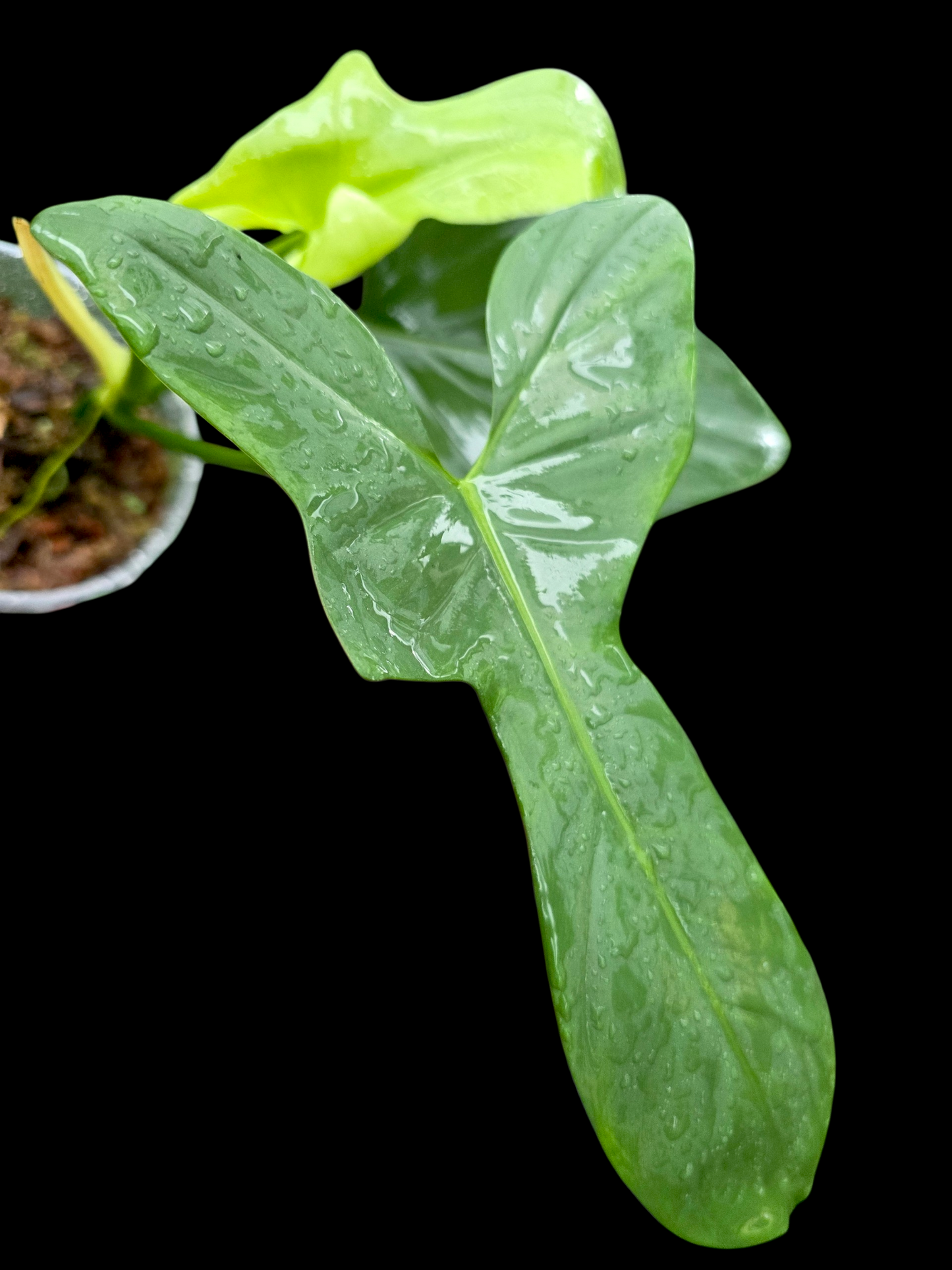 Philodendron Bipennifolium 'Violin'(EXACT PLANT)