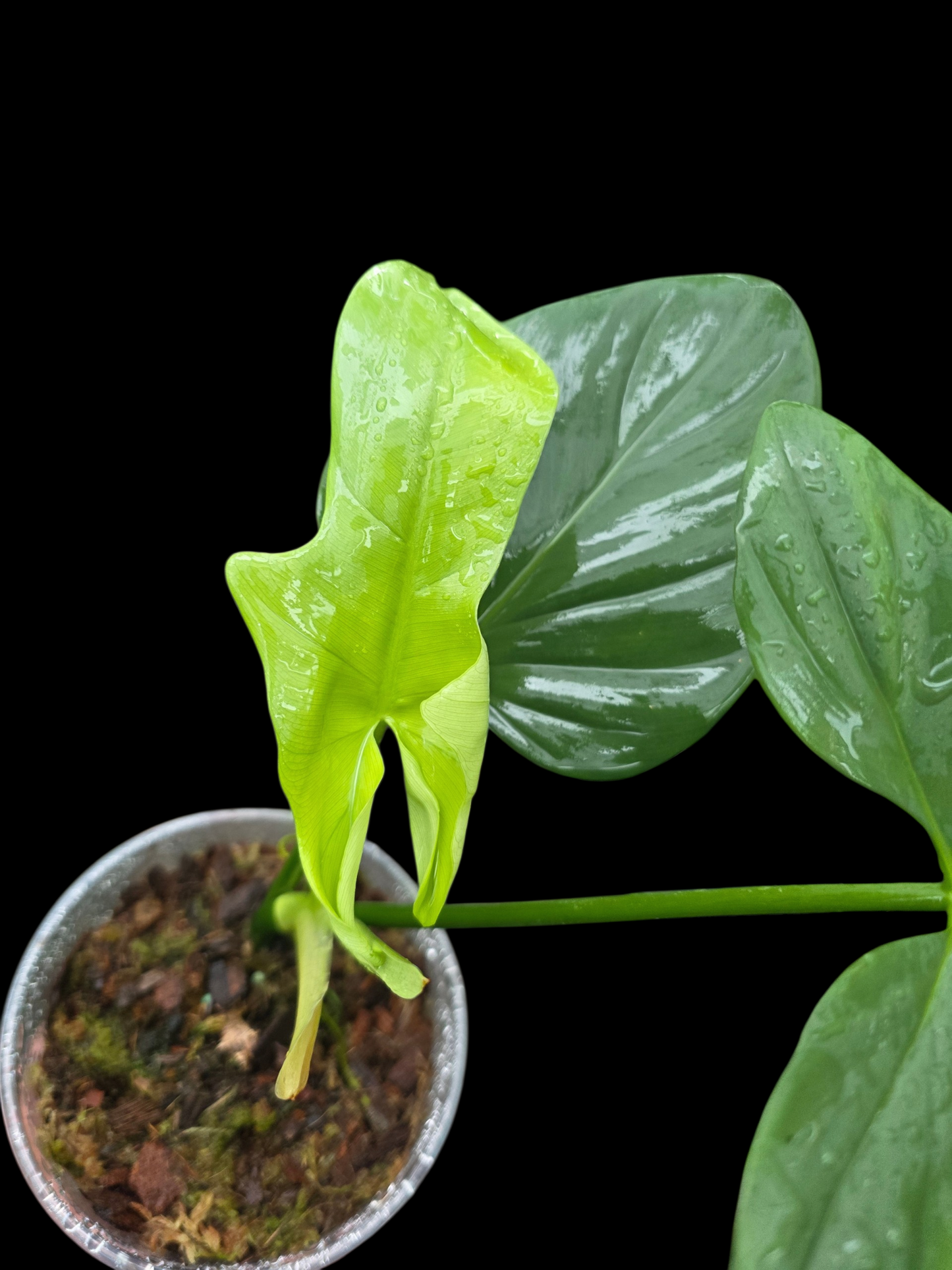 Philodendron Bipennifolium 'Violin'(EXACT PLANT)
