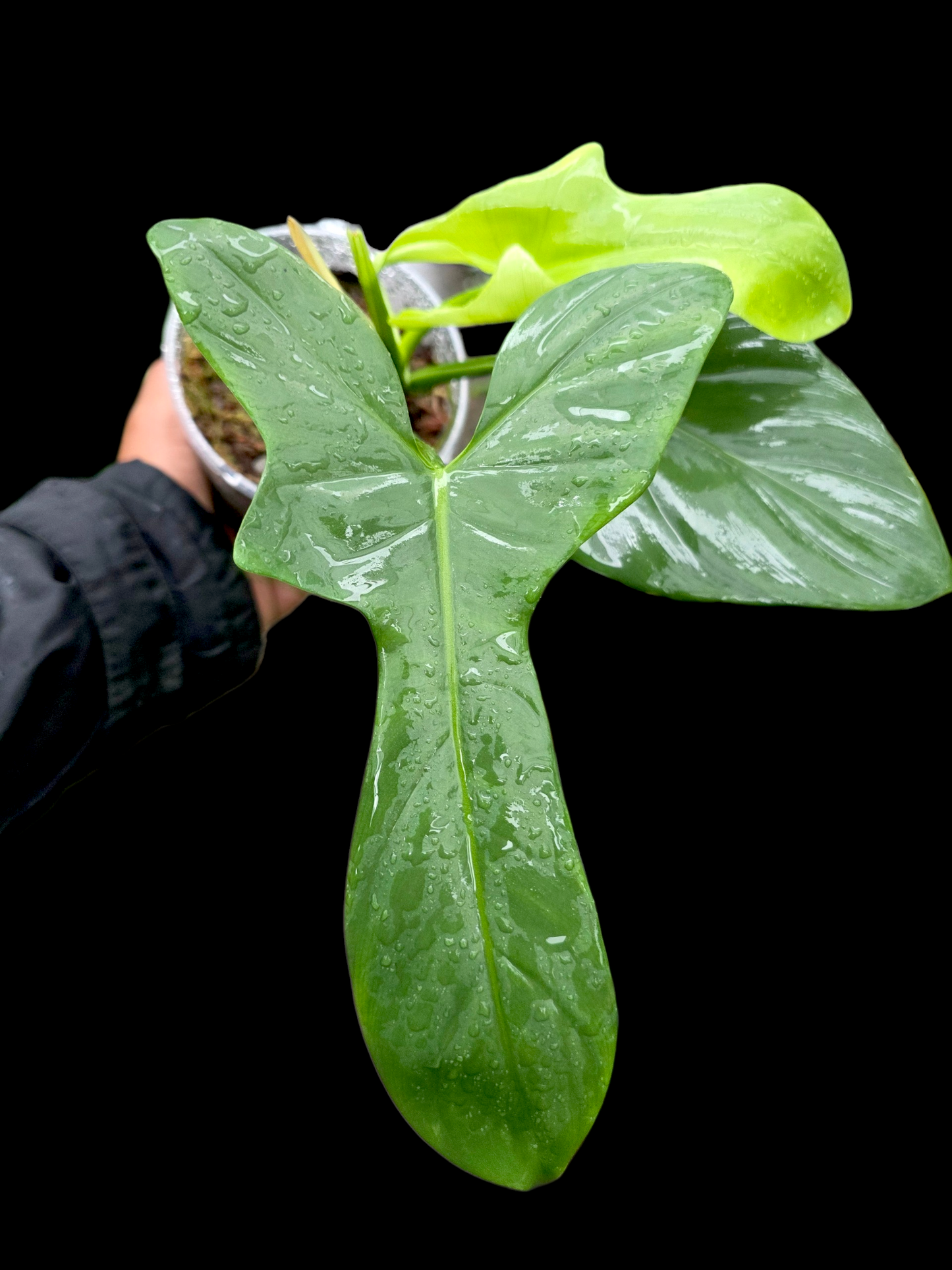 Philodendron Bipennifolium 'Violin'(EXACT PLANT)