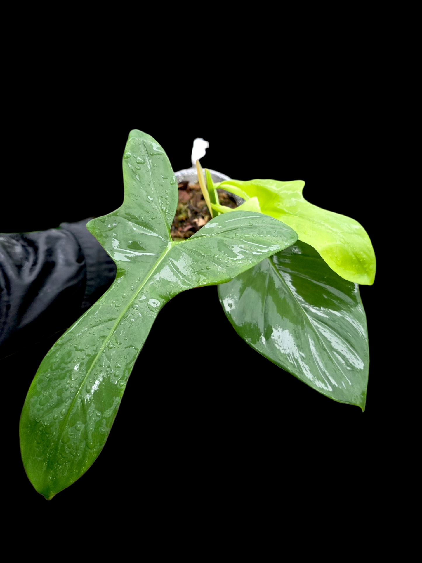 Philodendron Bipennifolium 'Violin'(EXACT PLANT)