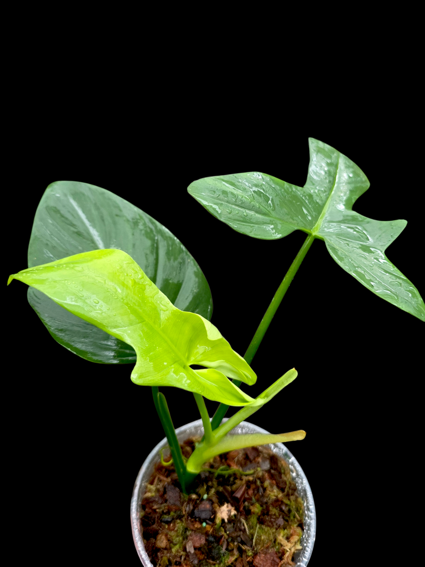 Philodendron Bipennifolium 'Violin'(EXACT PLANT)