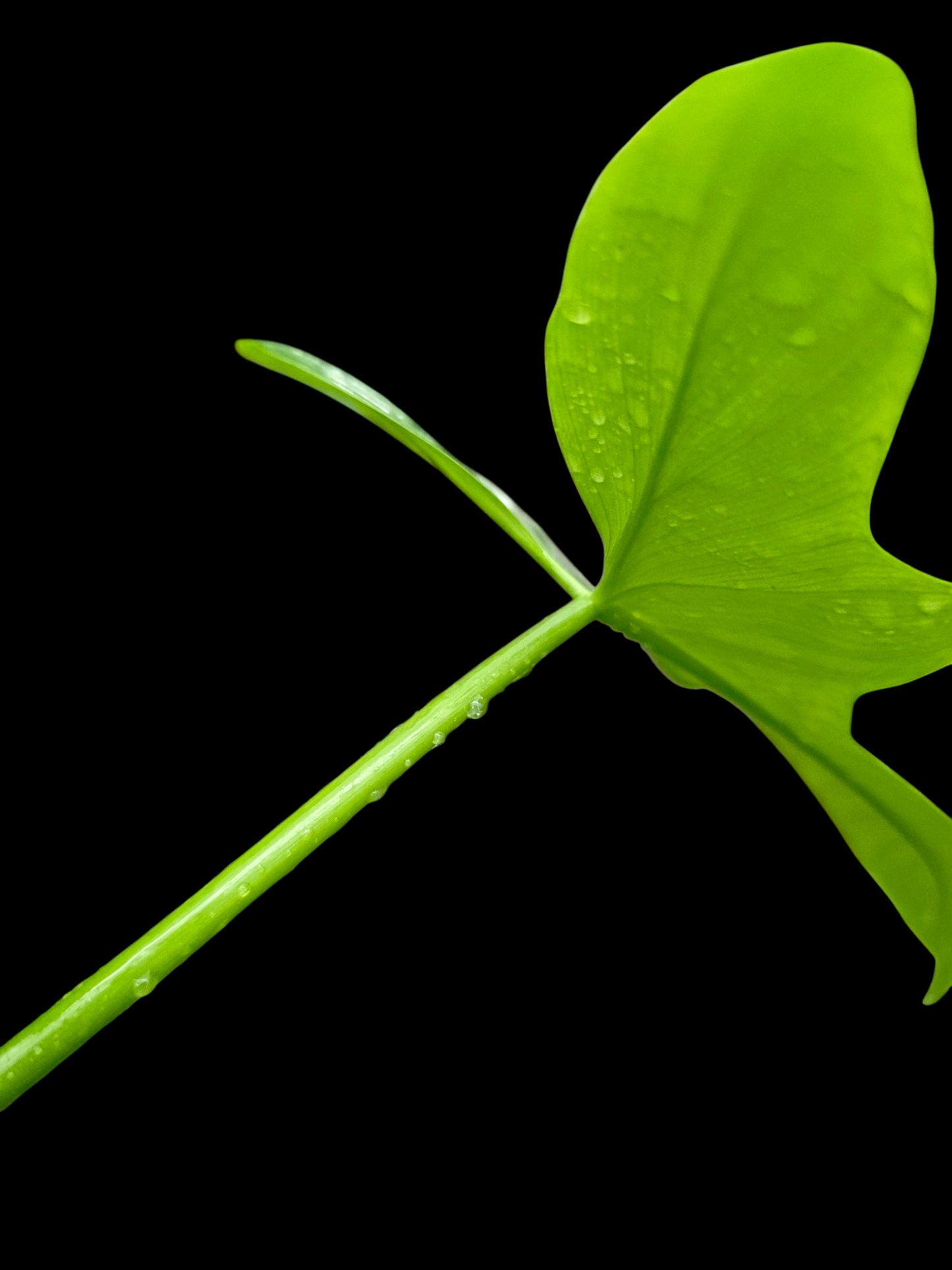 Philodendron Bipennifolium 'Violin'(EXACT PLANT)