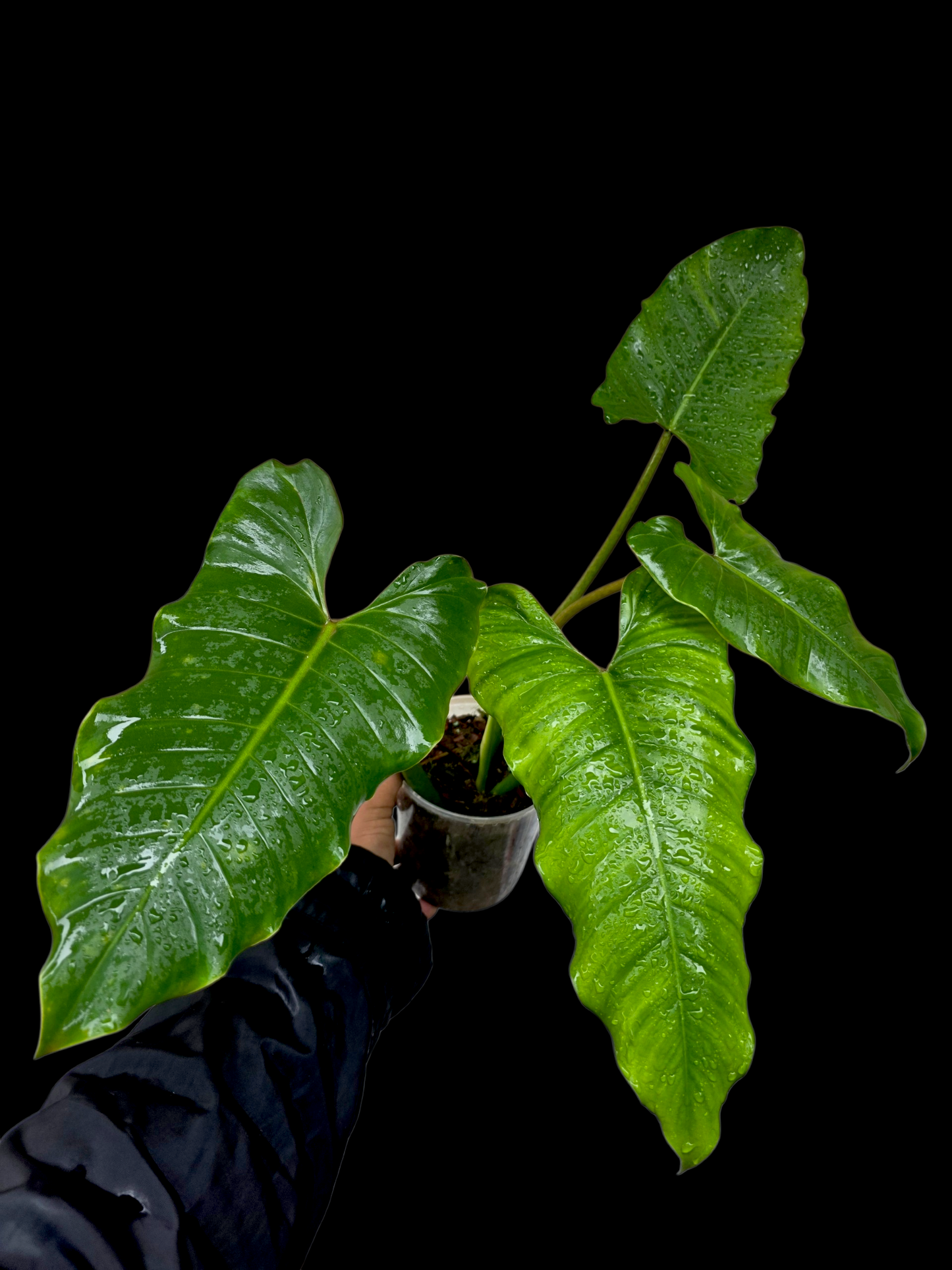 Philodendron Deflexum Wild Ecotype (EXACT PLANT)