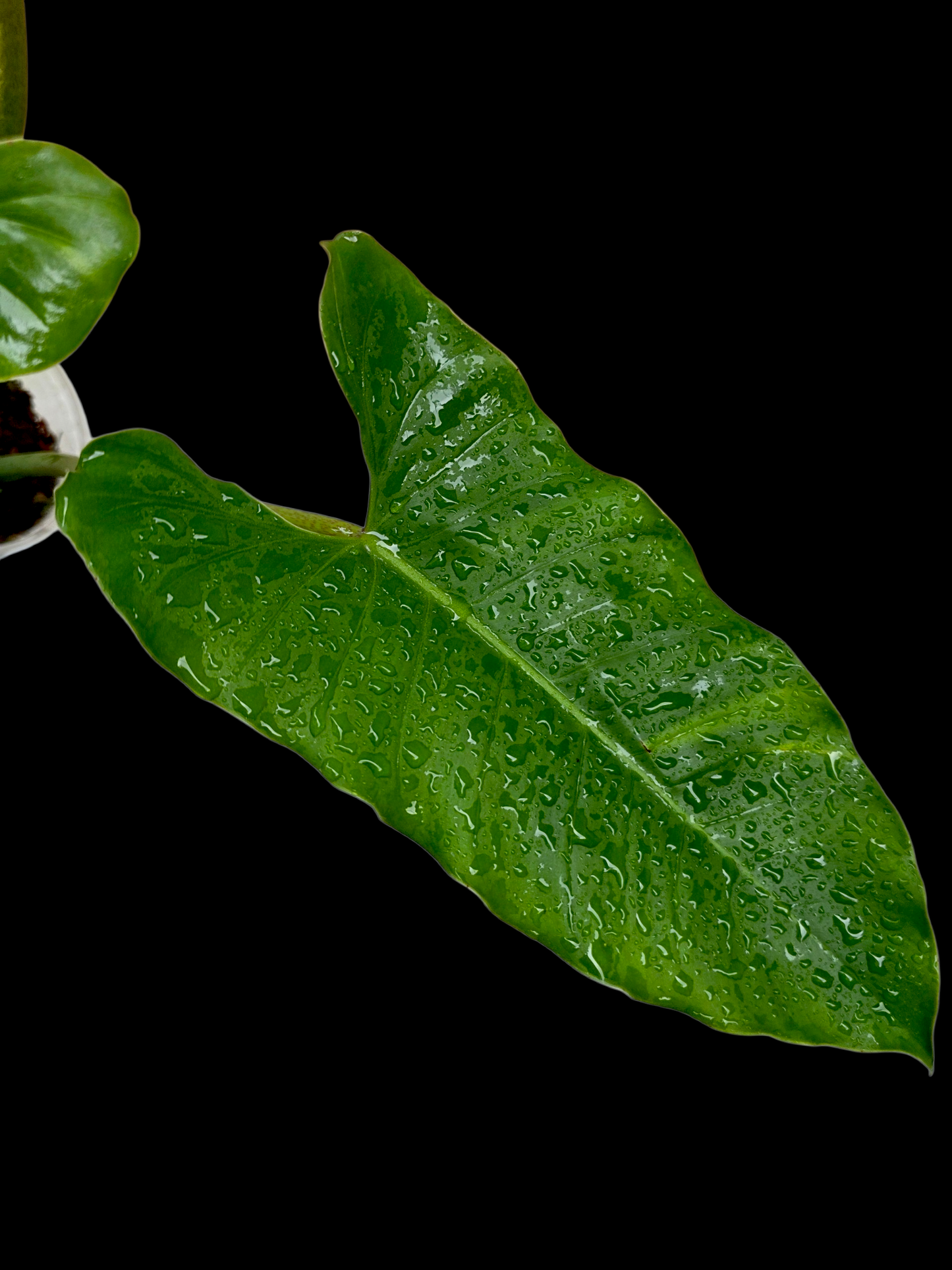 Philodendron Deflexum Wild Ecotype (EXACT PLANT)