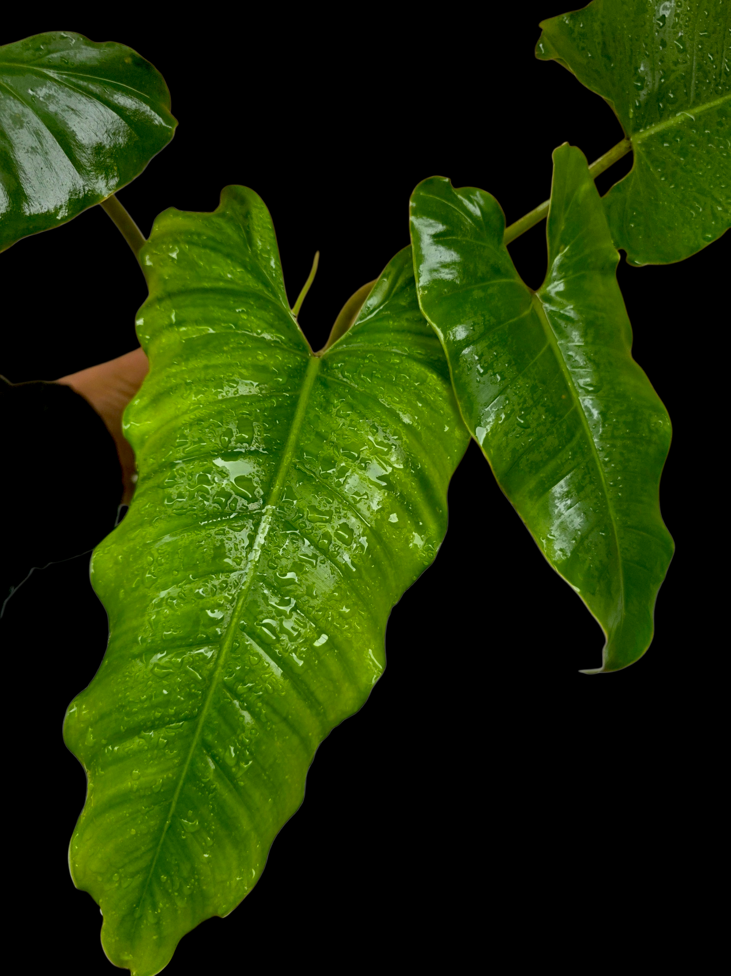 Philodendron Deflexum Wild Ecotype (EXACT PLANT)