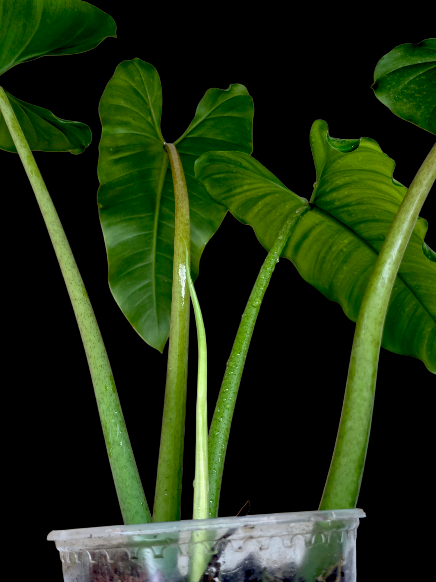 Philodendron Deflexum Wild Ecotype (EXACT PLANT)