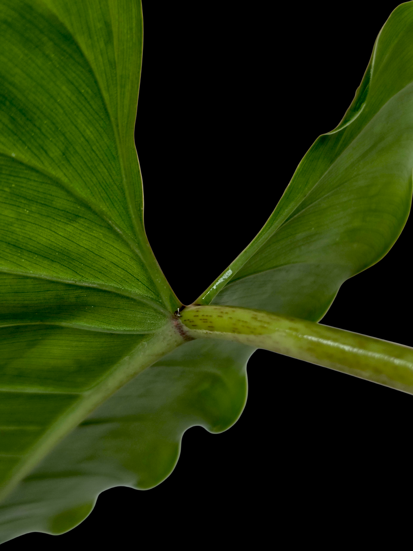 Philodendron Deflexum Wild Ecotype (EXACT PLANT)
