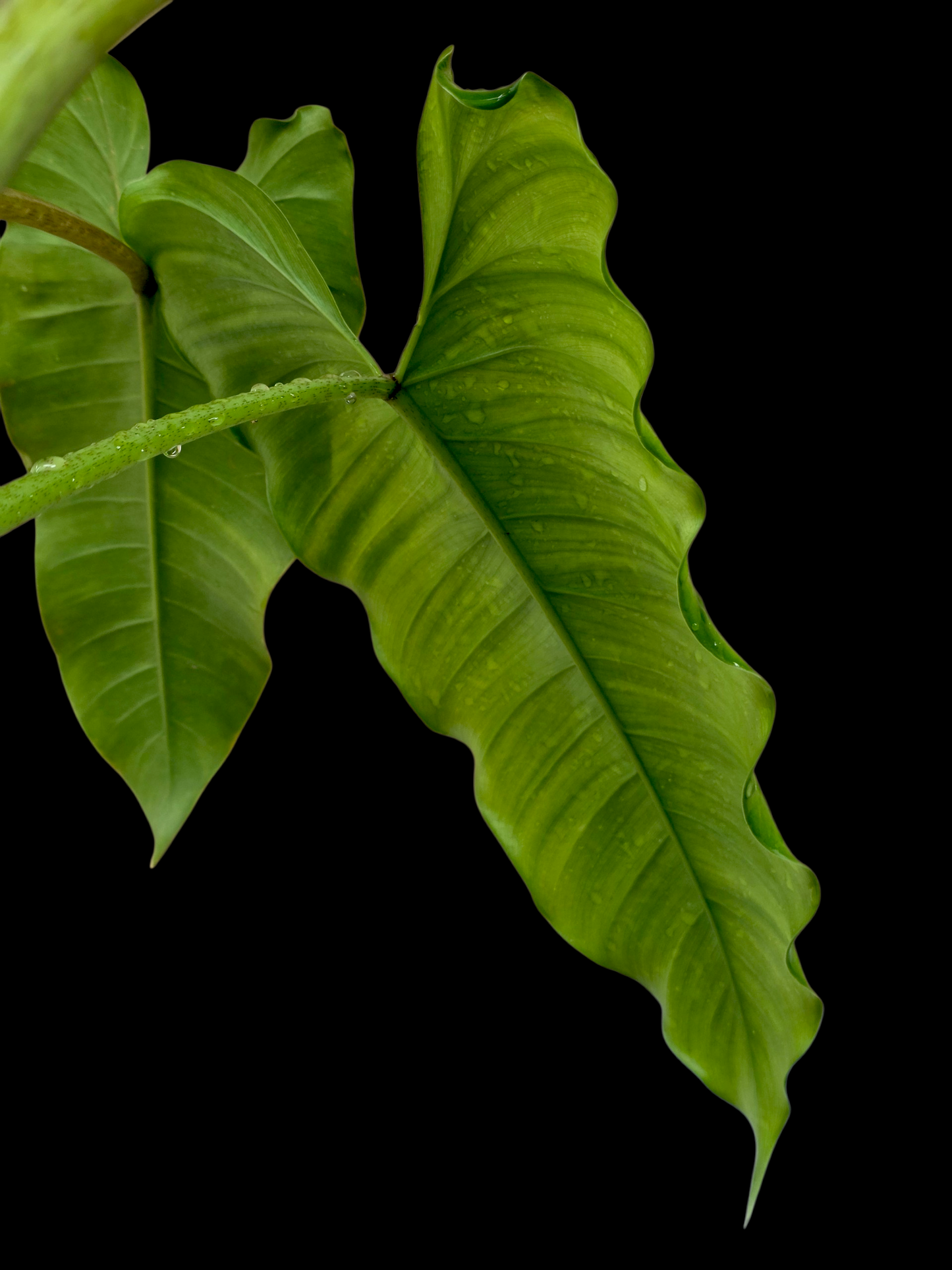 Philodendron Deflexum Wild Ecotype (EXACT PLANT)