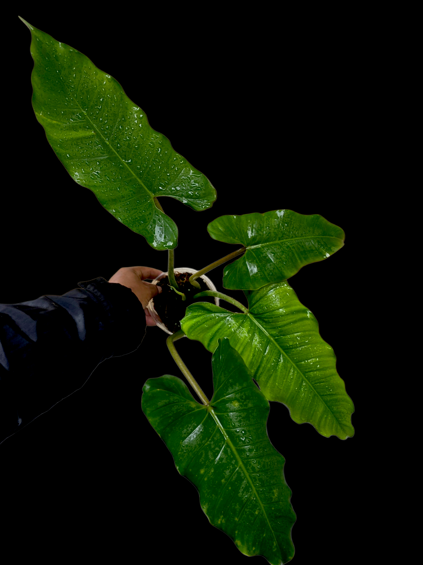 Philodendron Deflexum Wild Ecotype (EXACT PLANT)