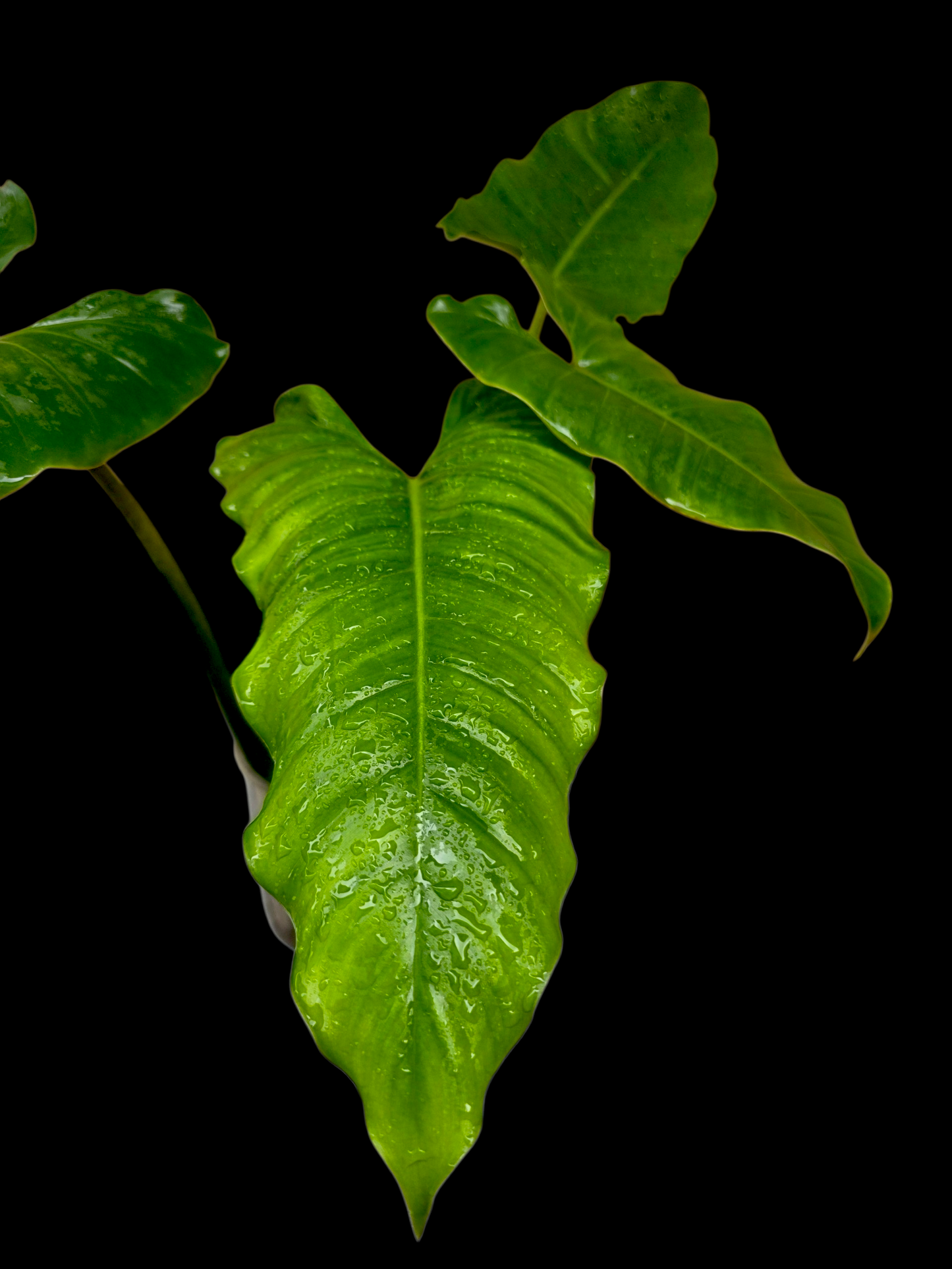 Philodendron Deflexum Wild Ecotype (EXACT PLANT)