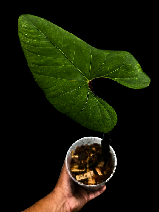 Anthurium sp. 'Huanuco Velvet' Dark Petiole (EXACT PLANT)
