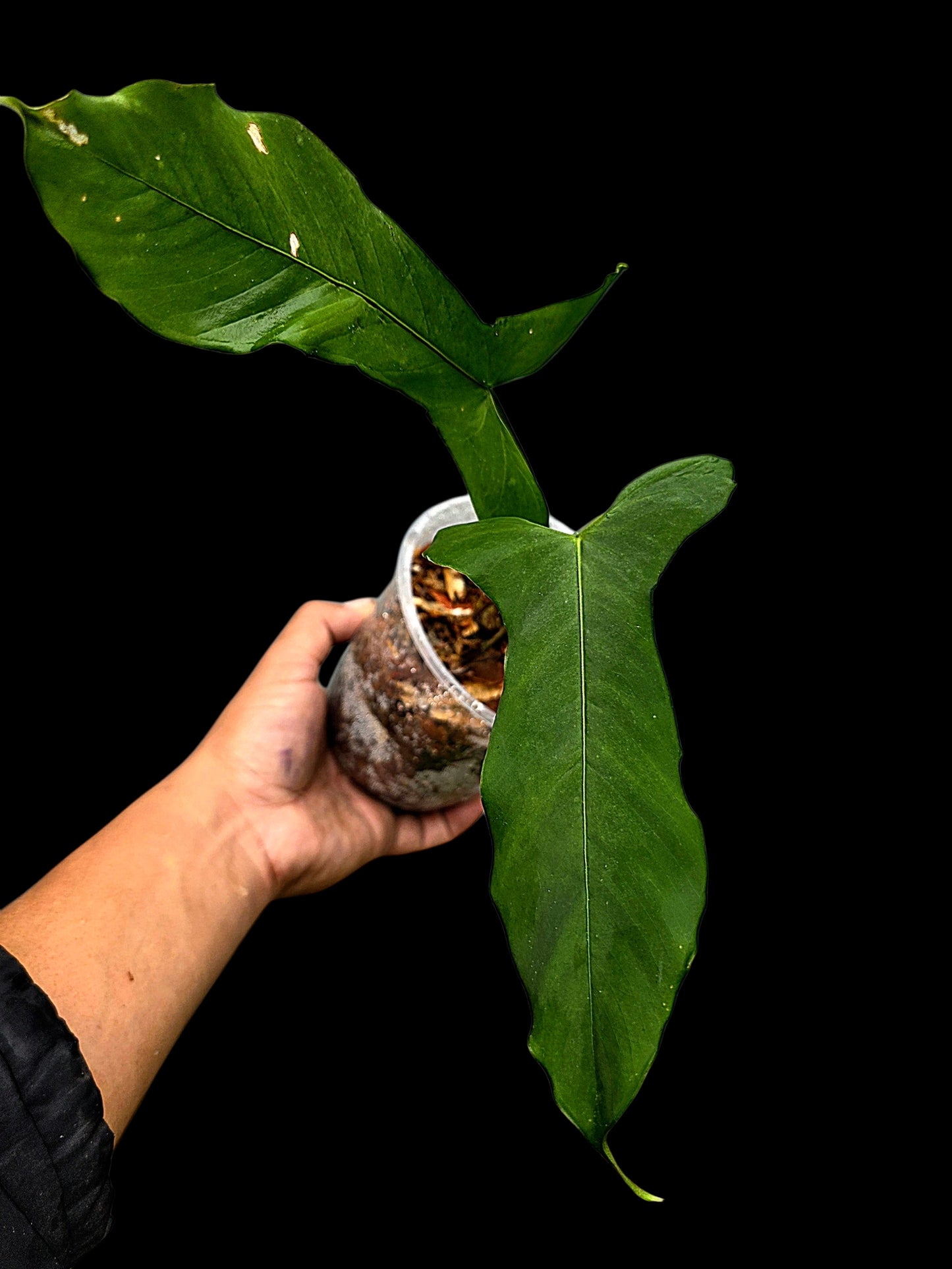 Anthurium sp. ‘Tingomarianense Velvet Lobed’ (EXACT PLANT)