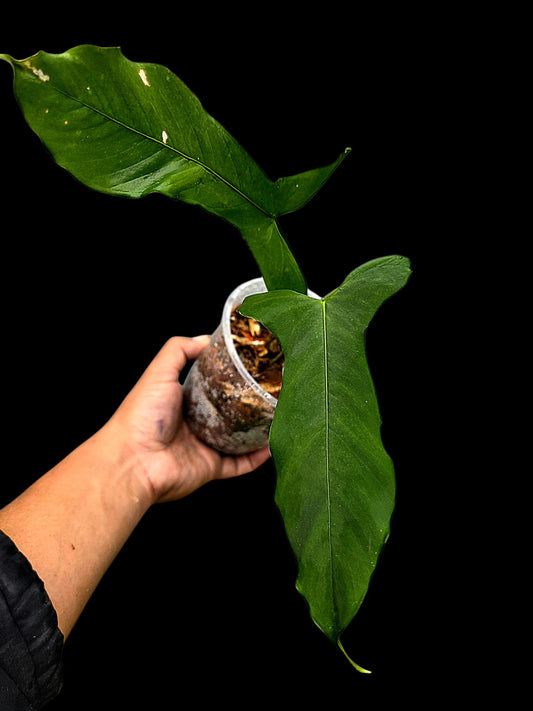 Anthurium sp. ‘Tingomarianense Velvet Lobed’ (EXACT PLANT)
