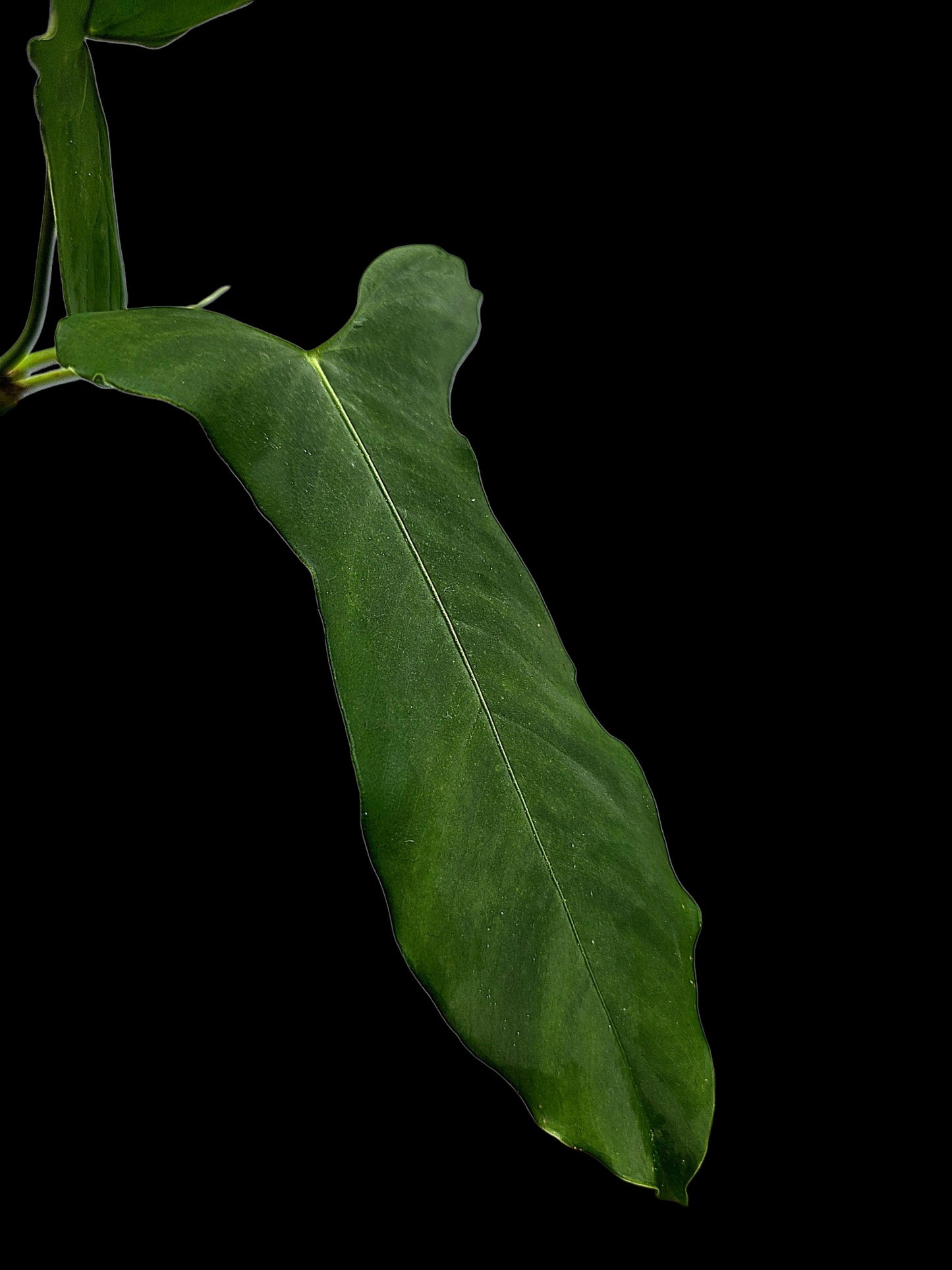 Anthurium sp. ‘Tingomarianense Velvet Lobed’ (EXACT PLANT)