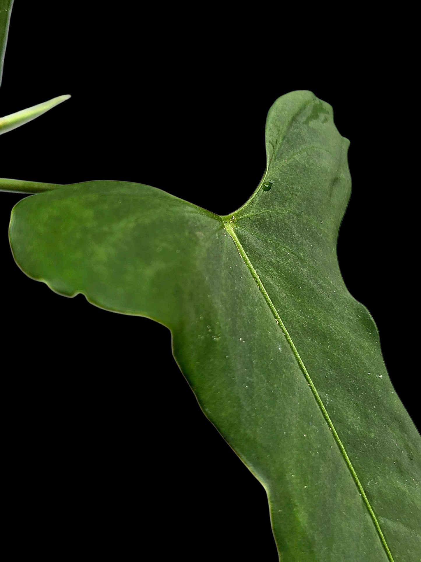 Anthurium sp. ‘Tingomarianense Velvet Lobed’ (EXACT PLANT)