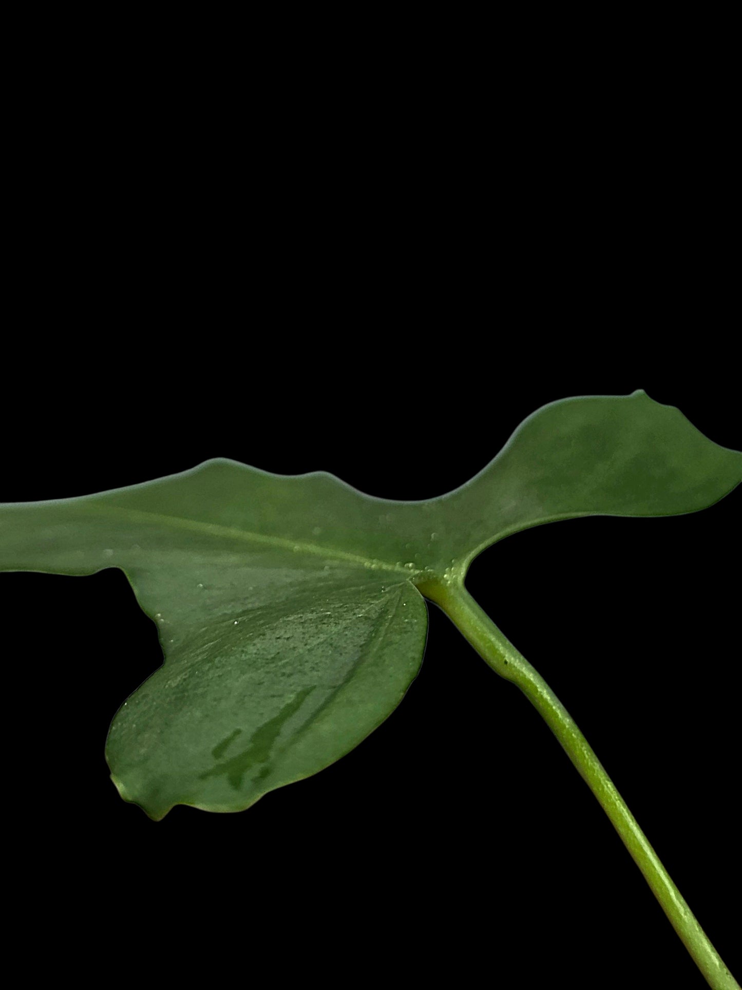 Anthurium sp. ‘Tingomarianense Velvet Lobed’ (EXACT PLANT)