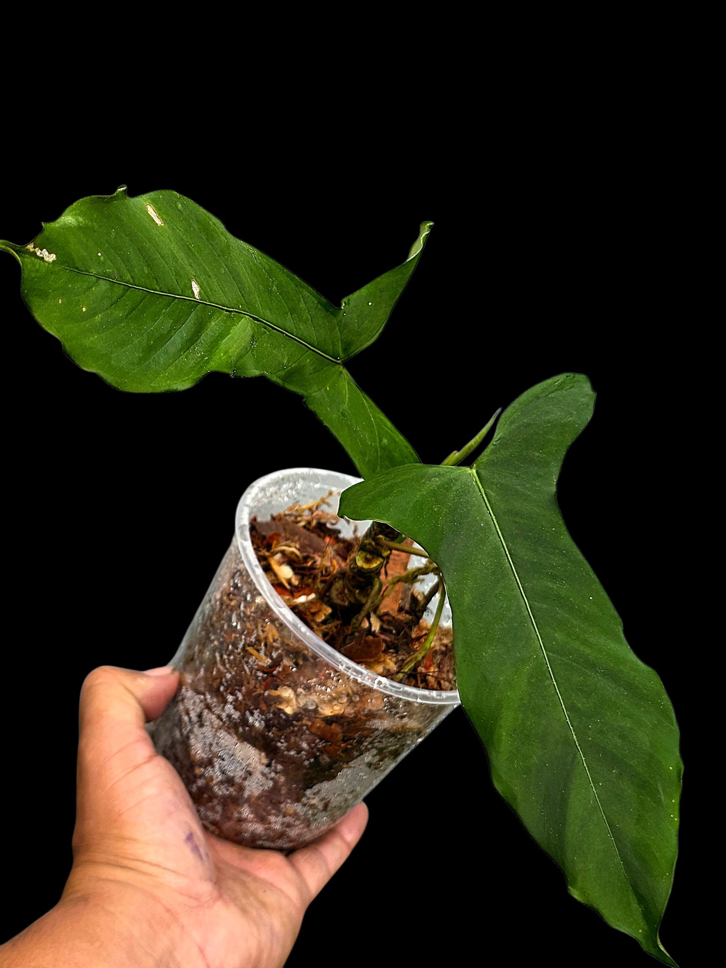Anthurium sp. ‘Tingomarianense Velvet Lobed’ (EXACT PLANT)