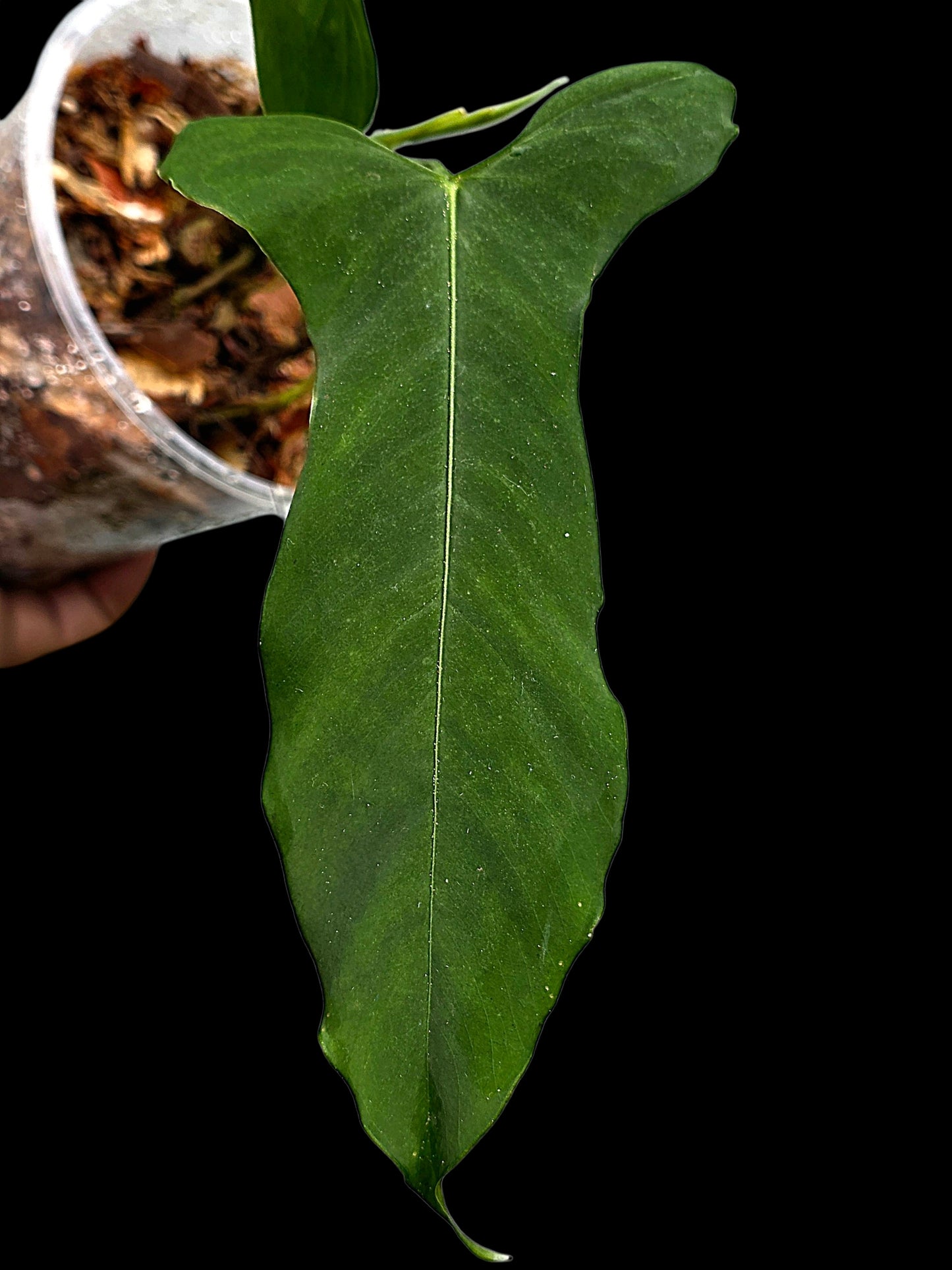 Anthurium sp. ‘Tingomarianense Velvet Lobed’ (EXACT PLANT)
