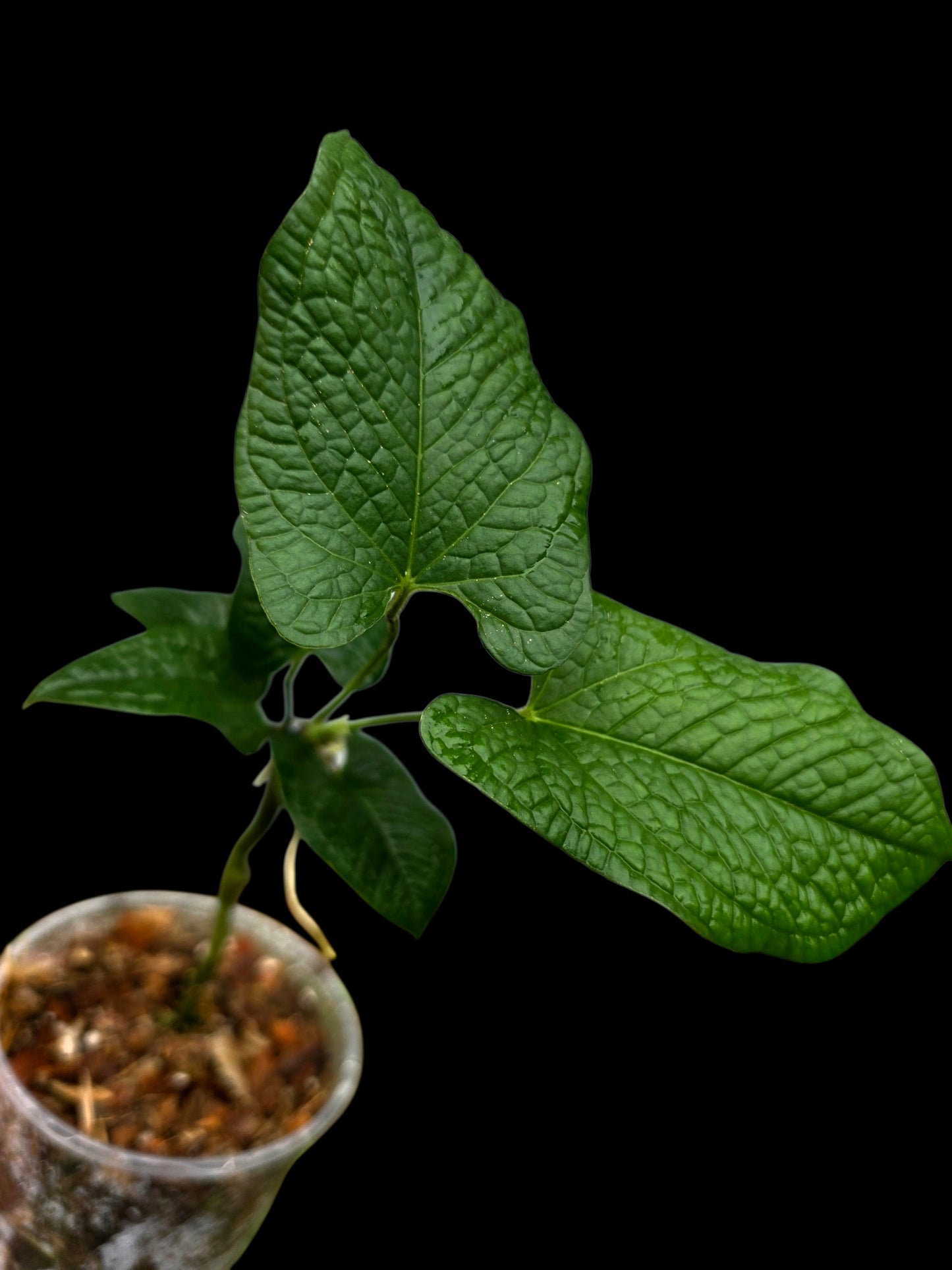 Anthurium Puberulum Croat & Lingán Native to Peru (EXACT PLANT)